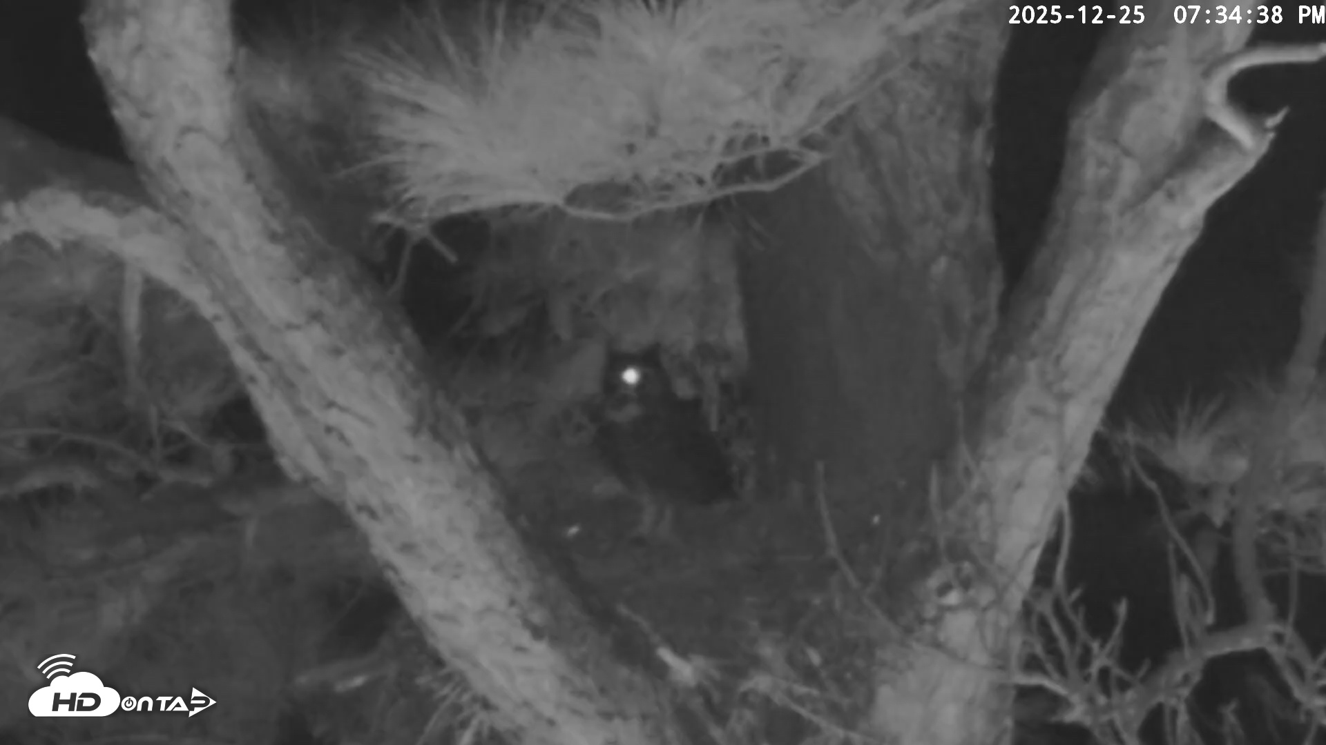 Snapshot of Blackwater Wildlife Refuge Raptor Nest Live Cam taken Dec 25, 2025, 7:35pm EST