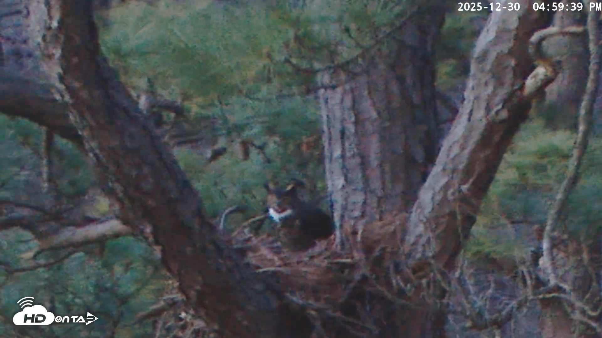 Snapshot of Blackwater Wildlife Refuge Raptor Nest Live Cam taken Dec 30, 2025, 5:00pm EST