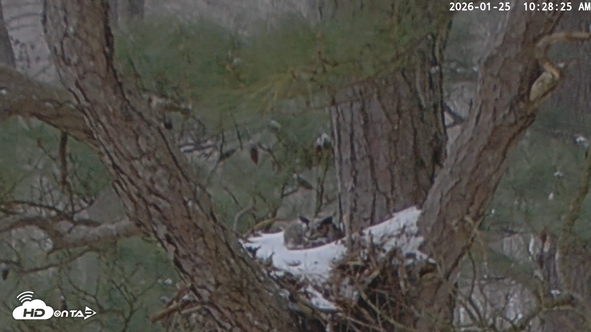Snapshot of Blackwater Wildlife Refuge Raptor Nest Live Cam taken Jan 25, 2026, 10:30am EST