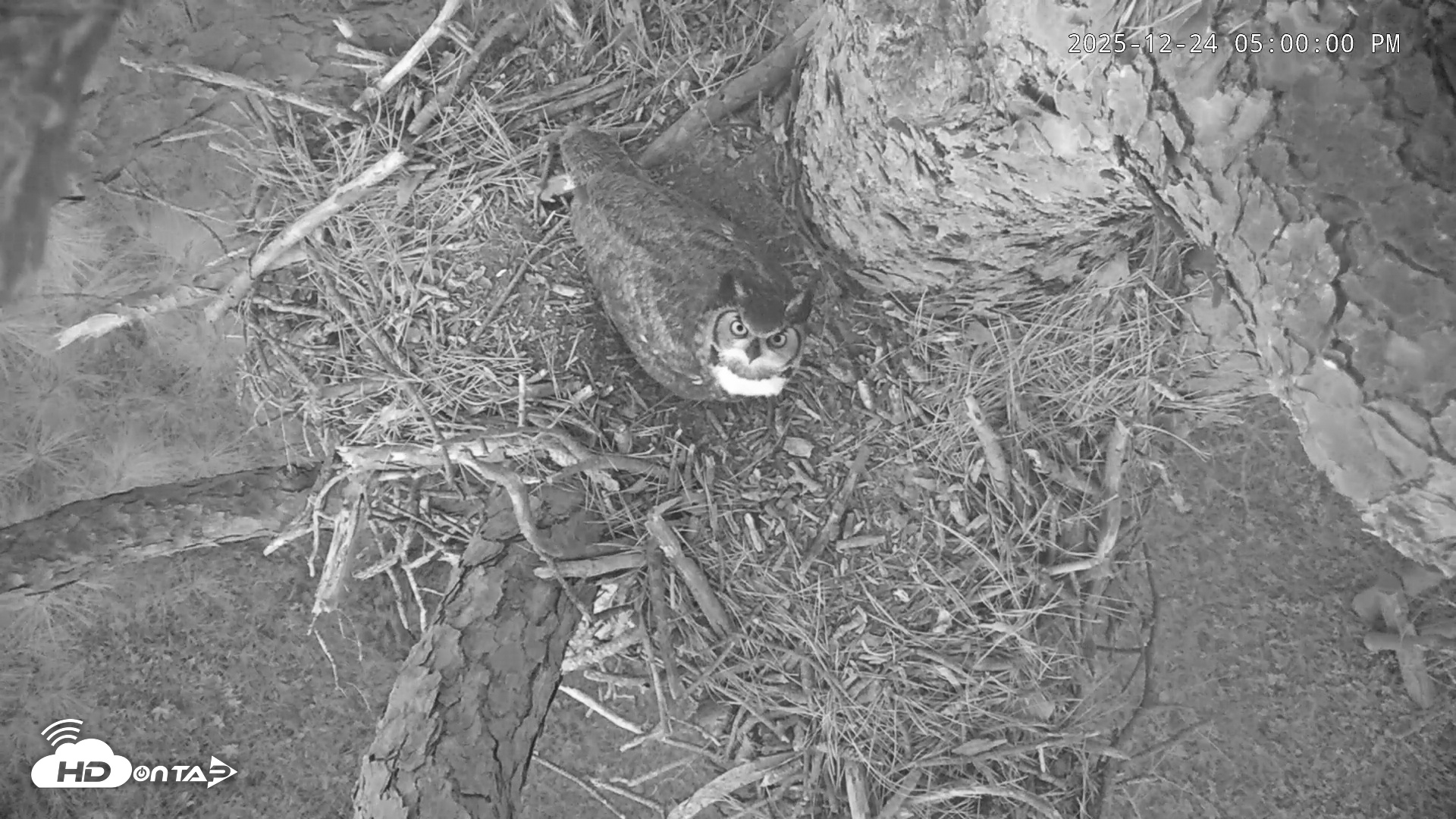 Snapshot of Blackwater Wildlife Refuge Raptor Nest Live Cam taken Dec 24, 2025, 5:00pm EST