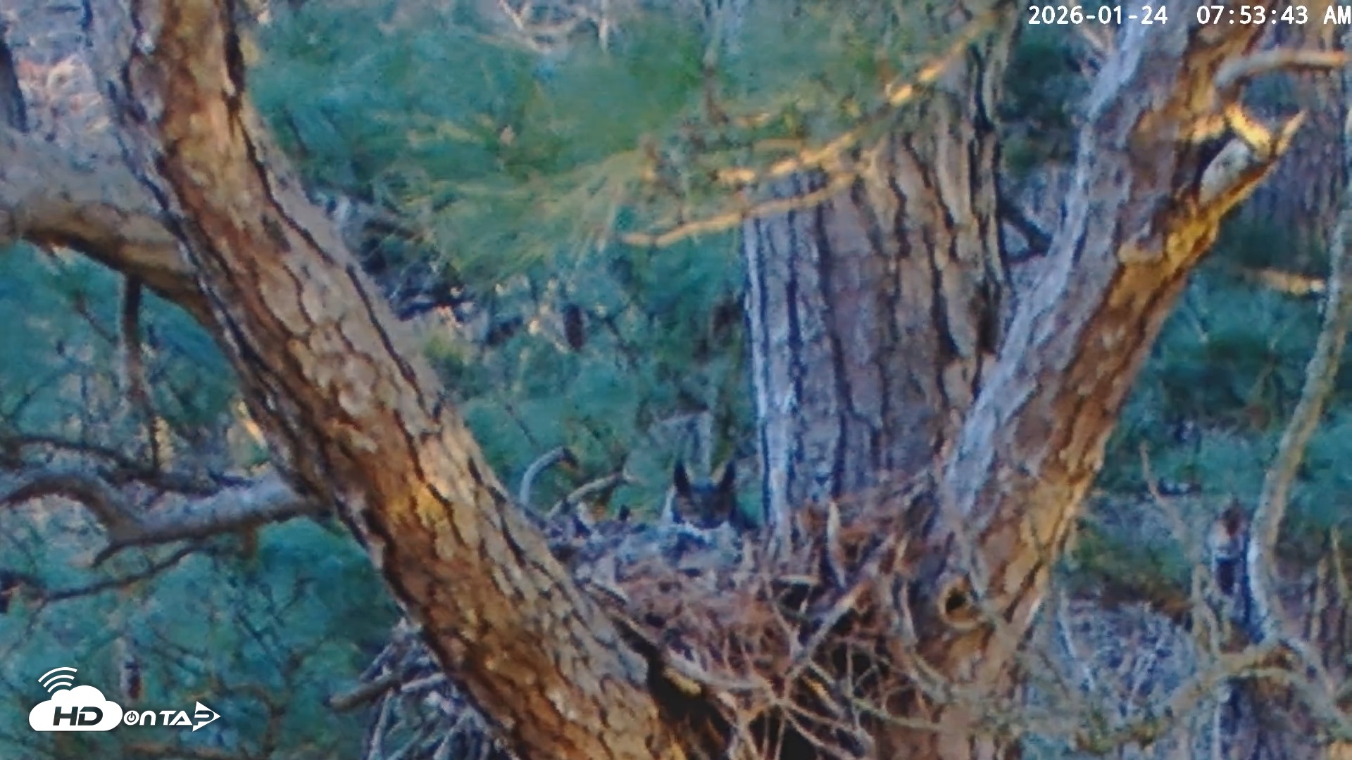 Snapshot of Blackwater Wildlife Refuge Raptor Nest Live Cam taken Jan 24, 2026, 7:54am EST