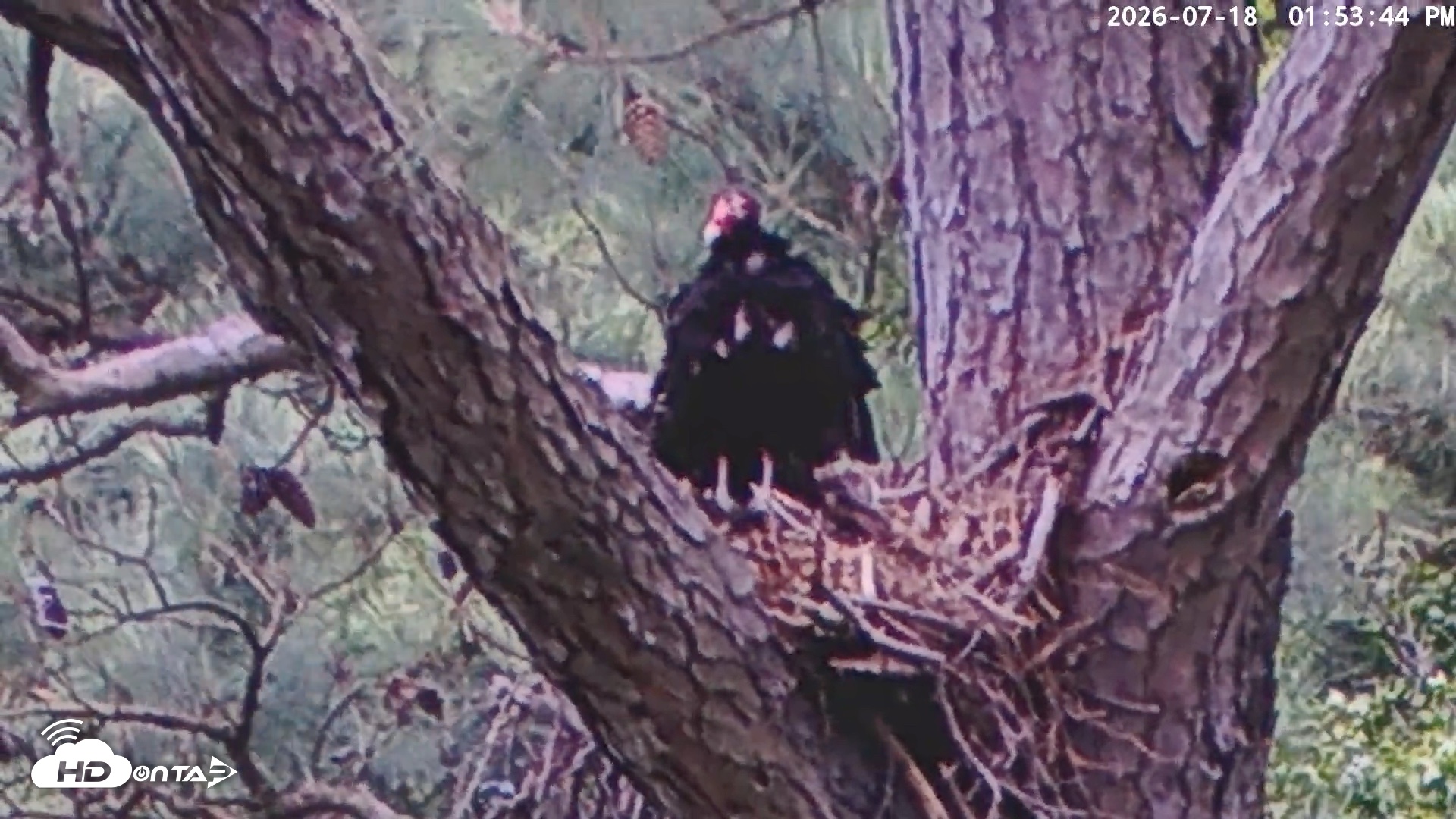 Snapshot of Blackwater Wildlife Refuge Raptor Nest Live Cam taken Jul 18, 2026, 1:54pm EDT