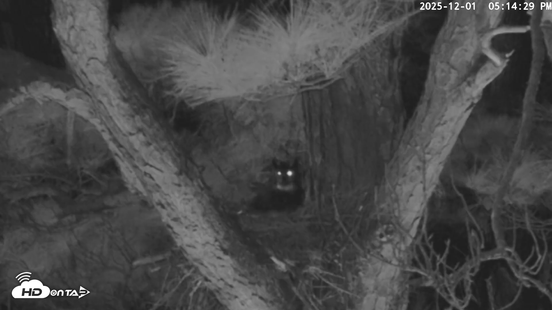 Snapshot of Blackwater Wildlife Refuge Raptor Nest Live Cam taken Dec 1, 2025, 5:15pm EST