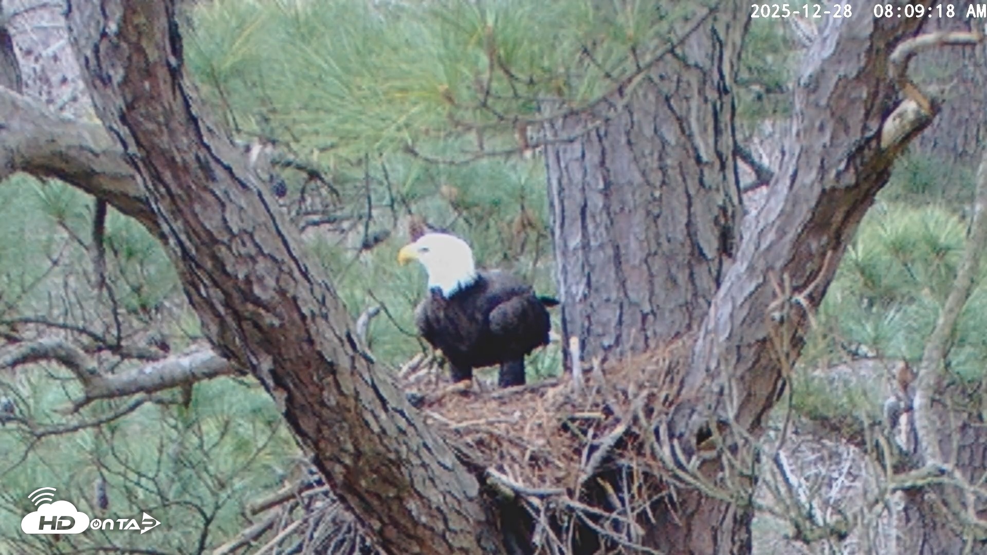 Snapshot of Blackwater Wildlife Refuge Raptor Nest Live Cam taken Dec 28, 2025, 8:10am EST