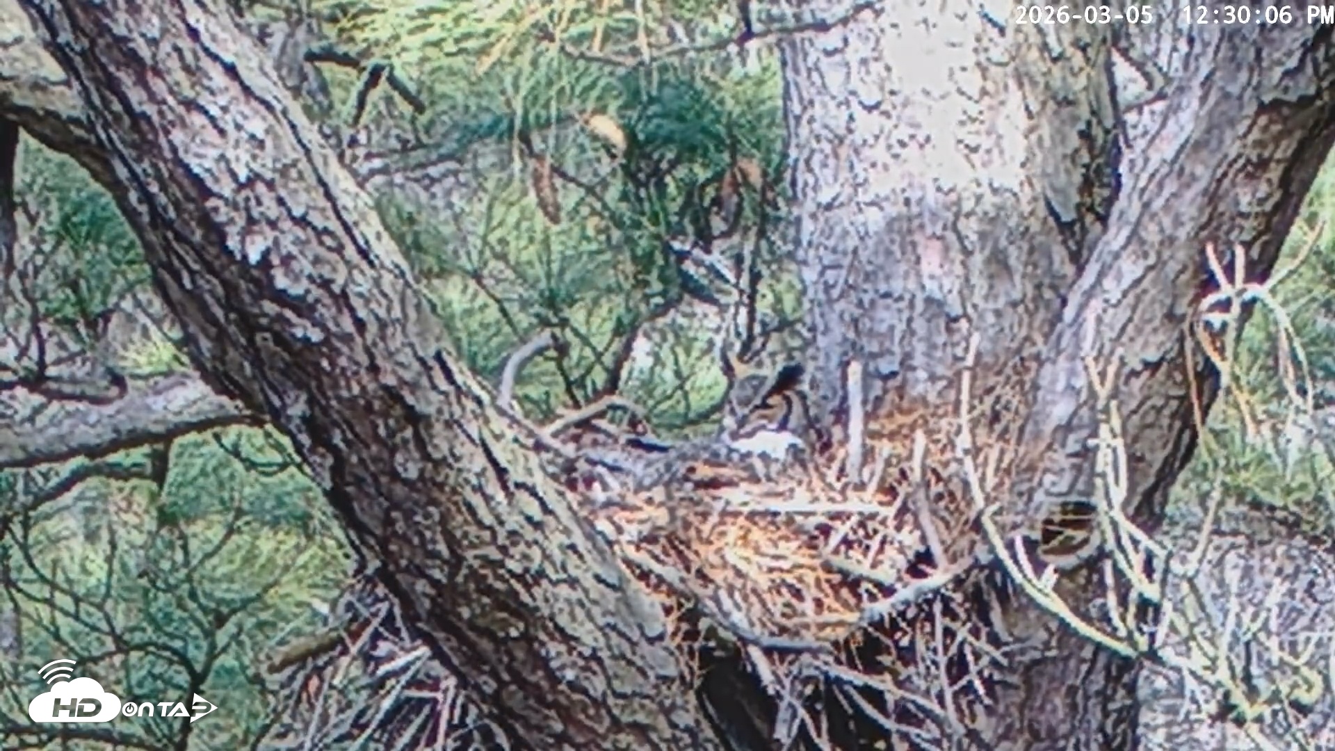 Snapshot of Blackwater Wildlife Refuge Raptor Nest Live Cam taken Mar 5, 2026, 12:30pm EST