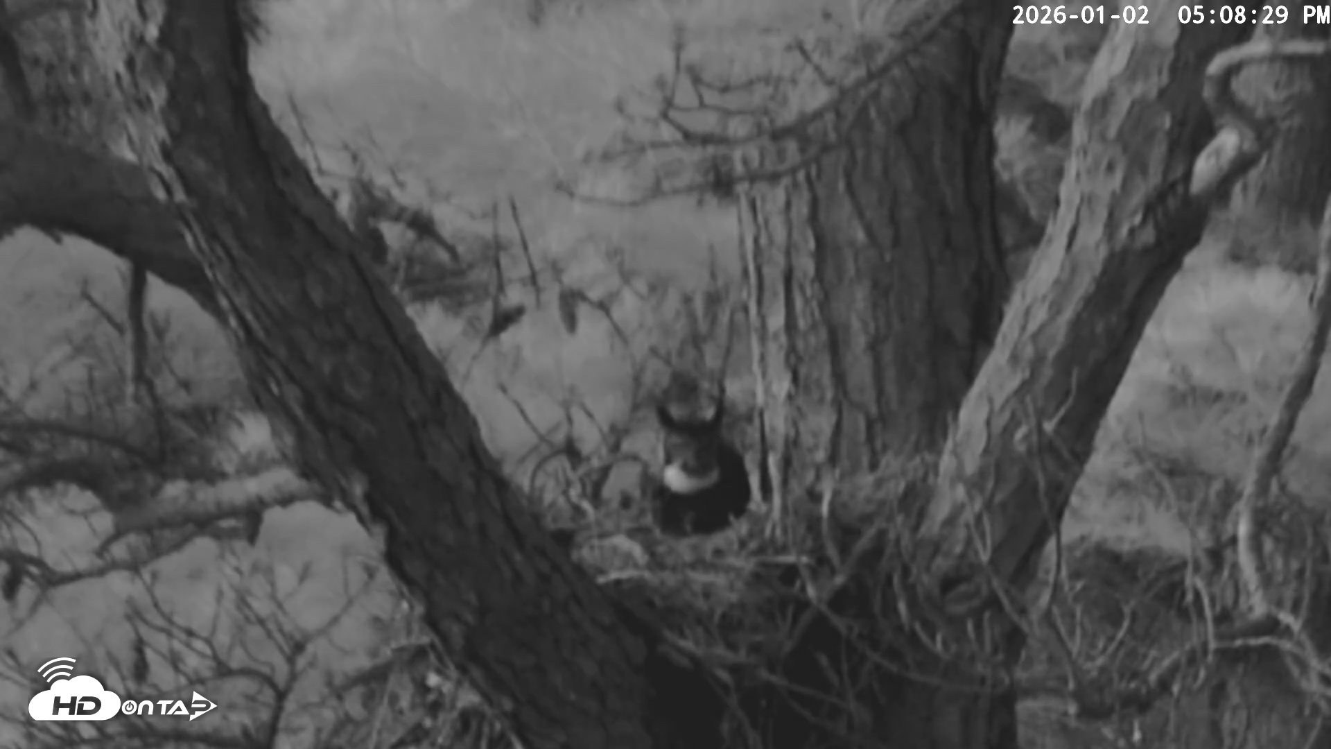Snapshot of Blackwater Wildlife Refuge Raptor Nest Live Cam taken Jan 2, 2026, 5:09pm EST
