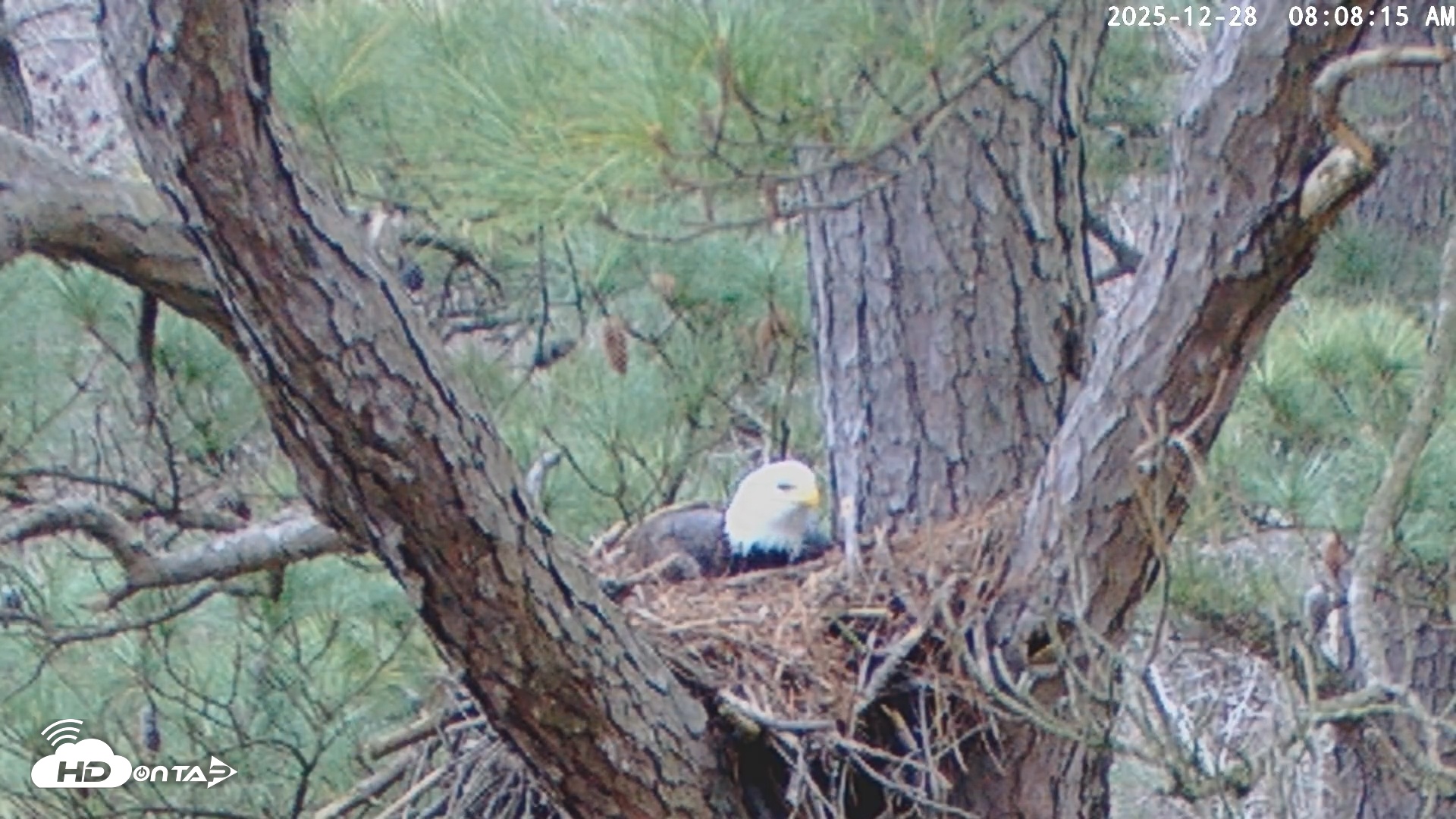Snapshot of Blackwater Wildlife Refuge Raptor Nest Live Cam taken Dec 28, 2025, 8:08am EST
