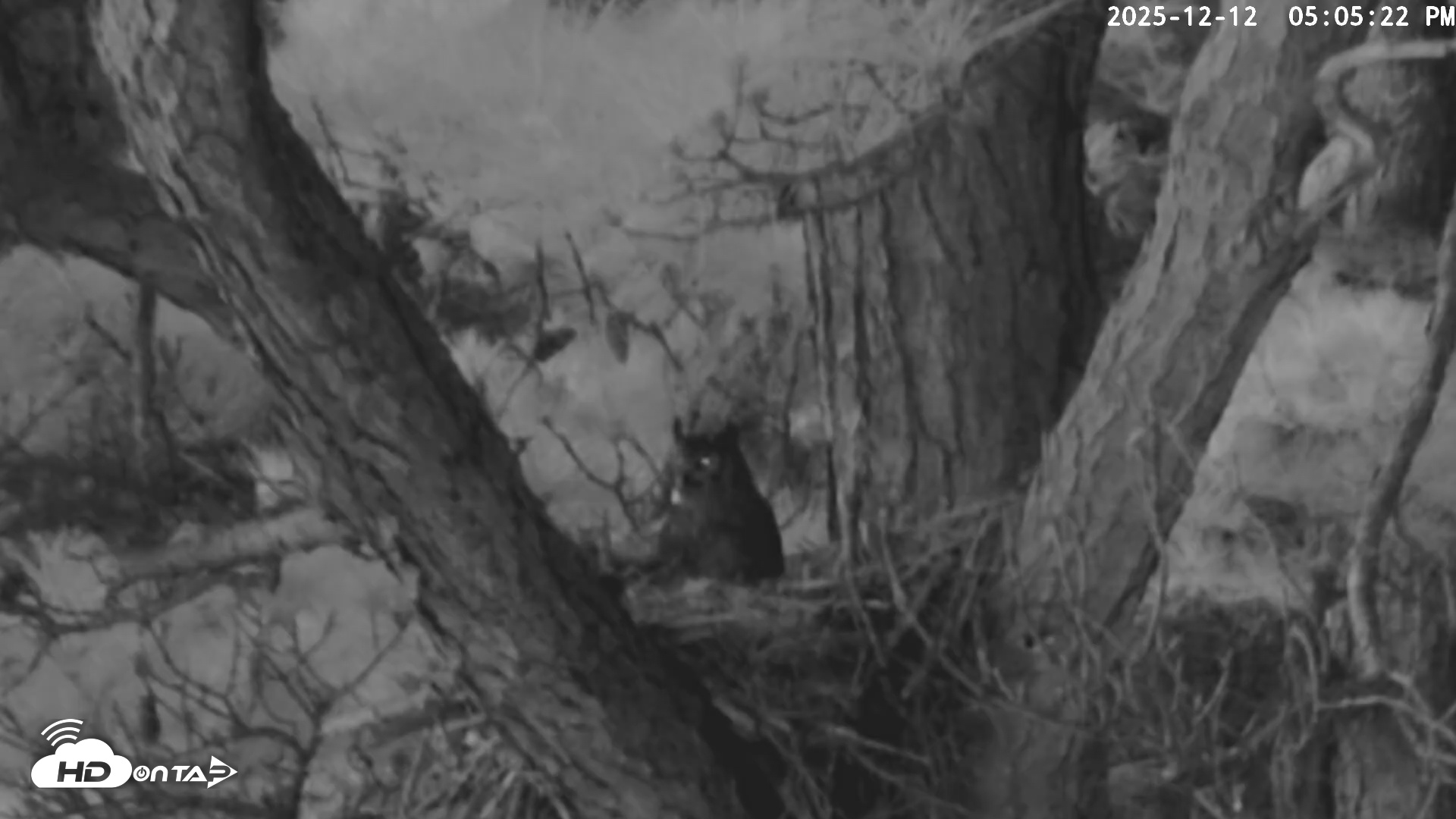 Snapshot of Blackwater Wildlife Refuge Raptor Nest Live Cam taken Dec 12, 2025, 5:06pm EST