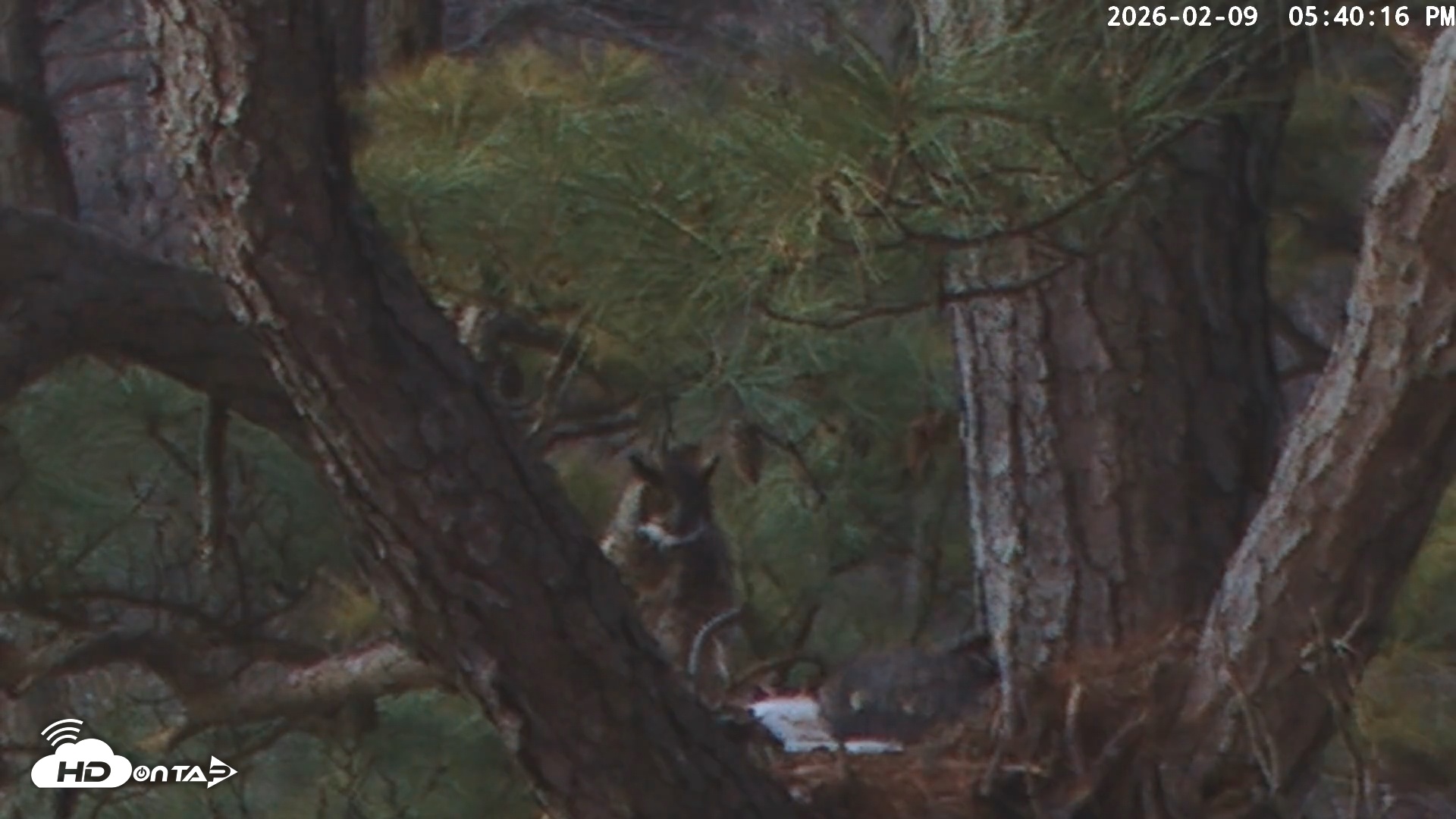Snapshot of Blackwater Wildlife Refuge Raptor Nest Live Cam taken Feb 9, 2026, 5:40pm EST