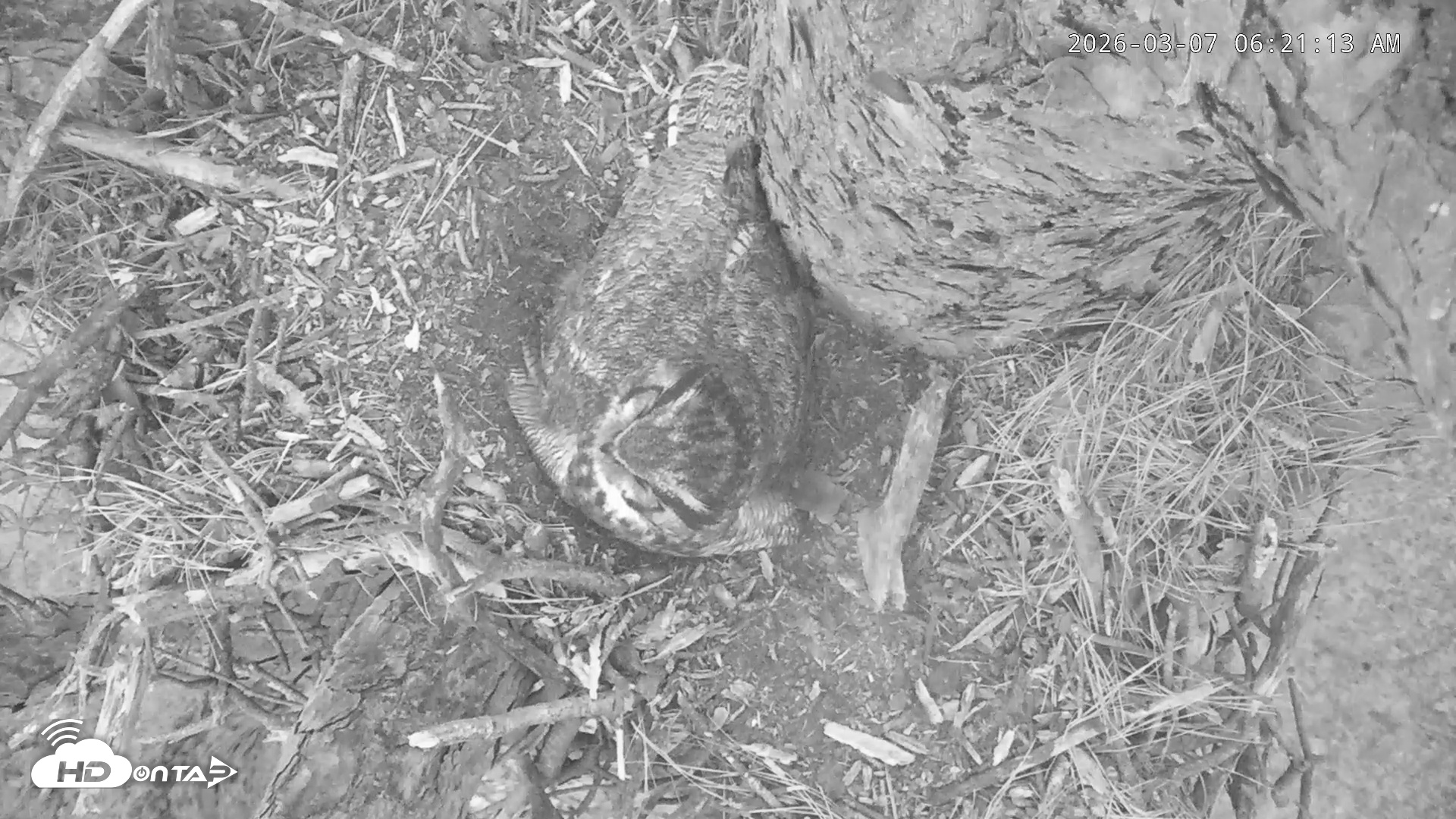 Snapshot of Blackwater Wildlife Refuge Raptor Nest Live Cam taken Mar 7, 2026, 6:21am EST