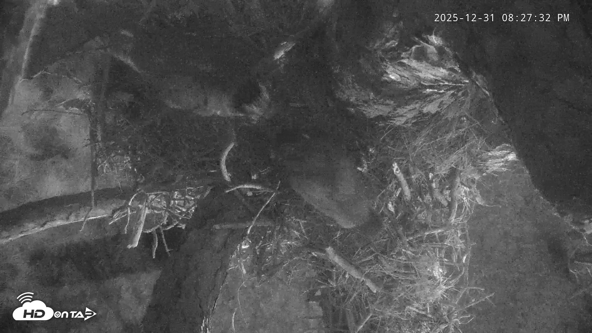 Snapshot of Blackwater Wildlife Refuge Raptor Nest Live Cam taken Dec 31, 2025, 8:28pm EST
