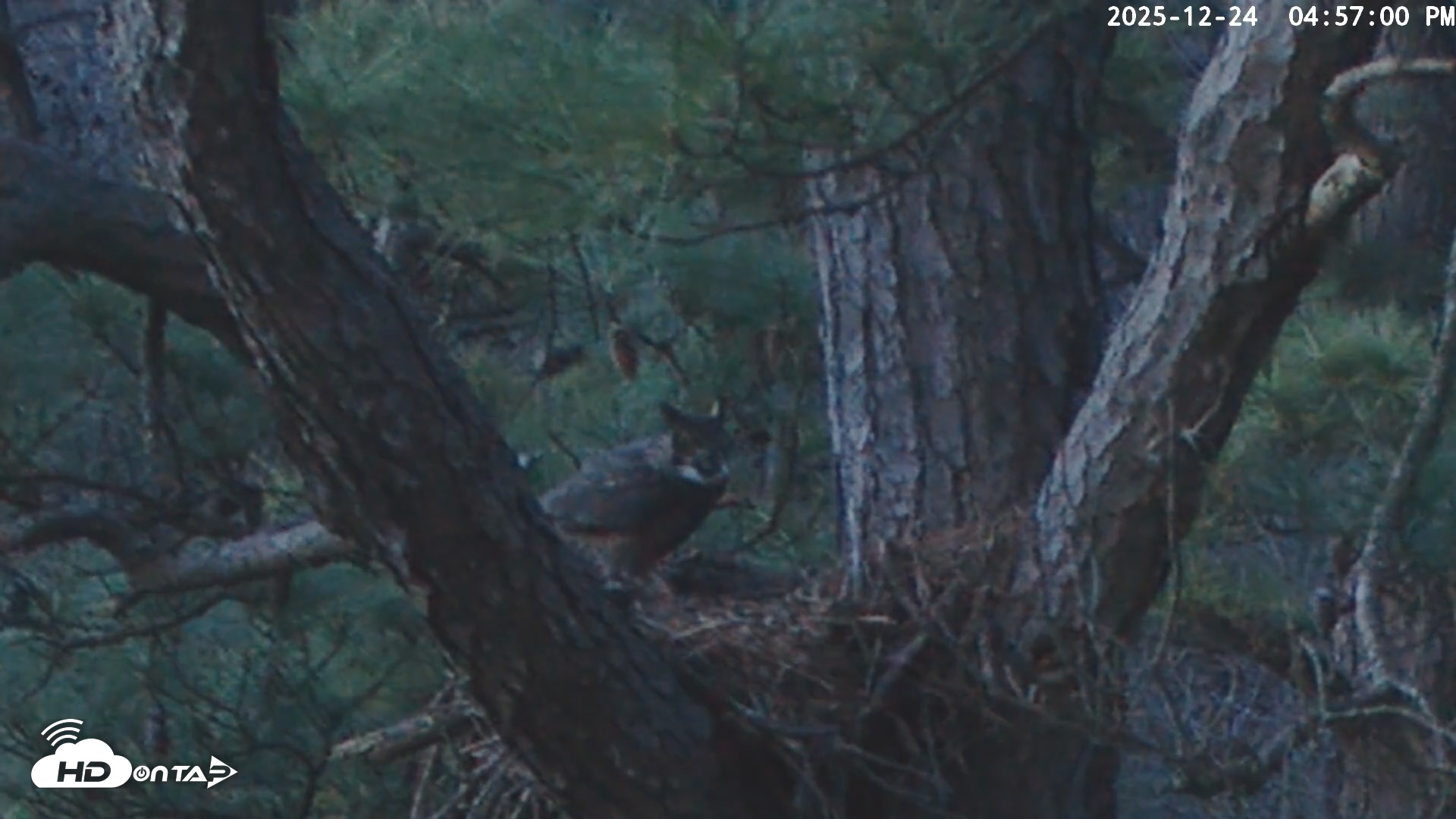 Snapshot of Blackwater Wildlife Refuge Raptor Nest Live Cam taken Dec 24, 2025, 4:57pm EST