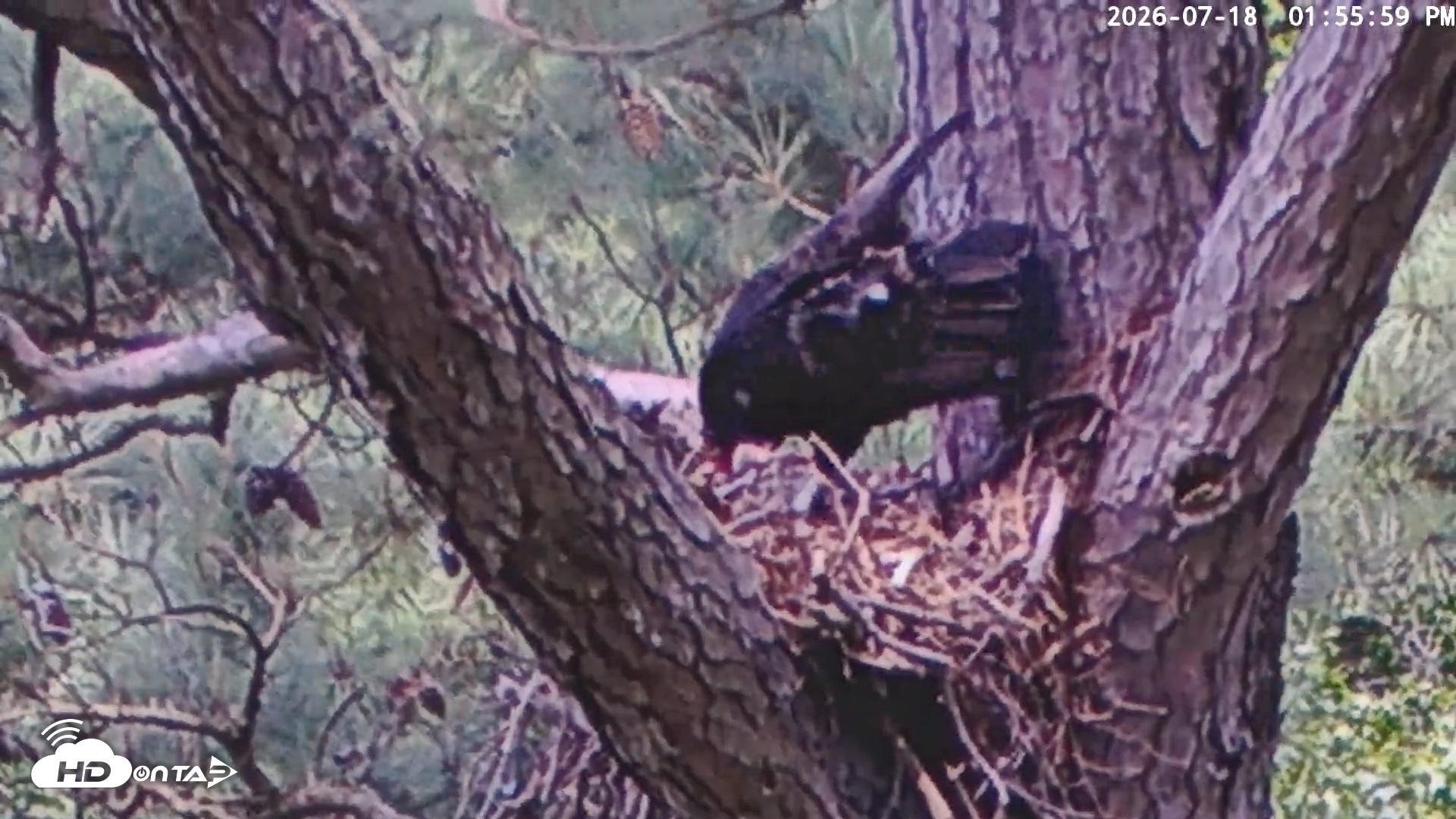 Snapshot of Blackwater Wildlife Refuge Raptor Nest Live Cam taken Jul 18, 2026, 1:56pm EDT