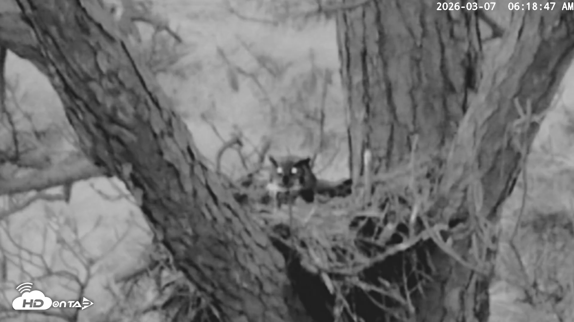 Snapshot of Blackwater Wildlife Refuge Raptor Nest Live Cam taken Mar 7, 2026, 6:19am EST