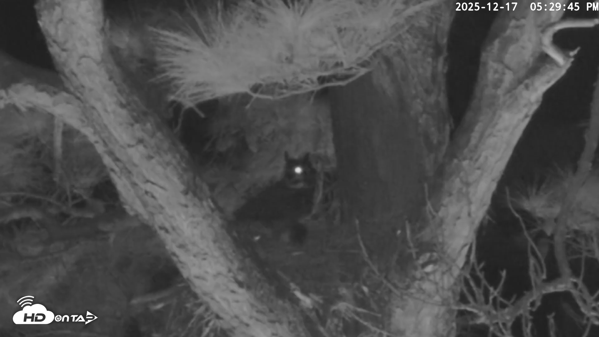 Snapshot of Blackwater Wildlife Refuge Raptor Nest Live Cam taken Dec 17, 2025, 5:30pm EST