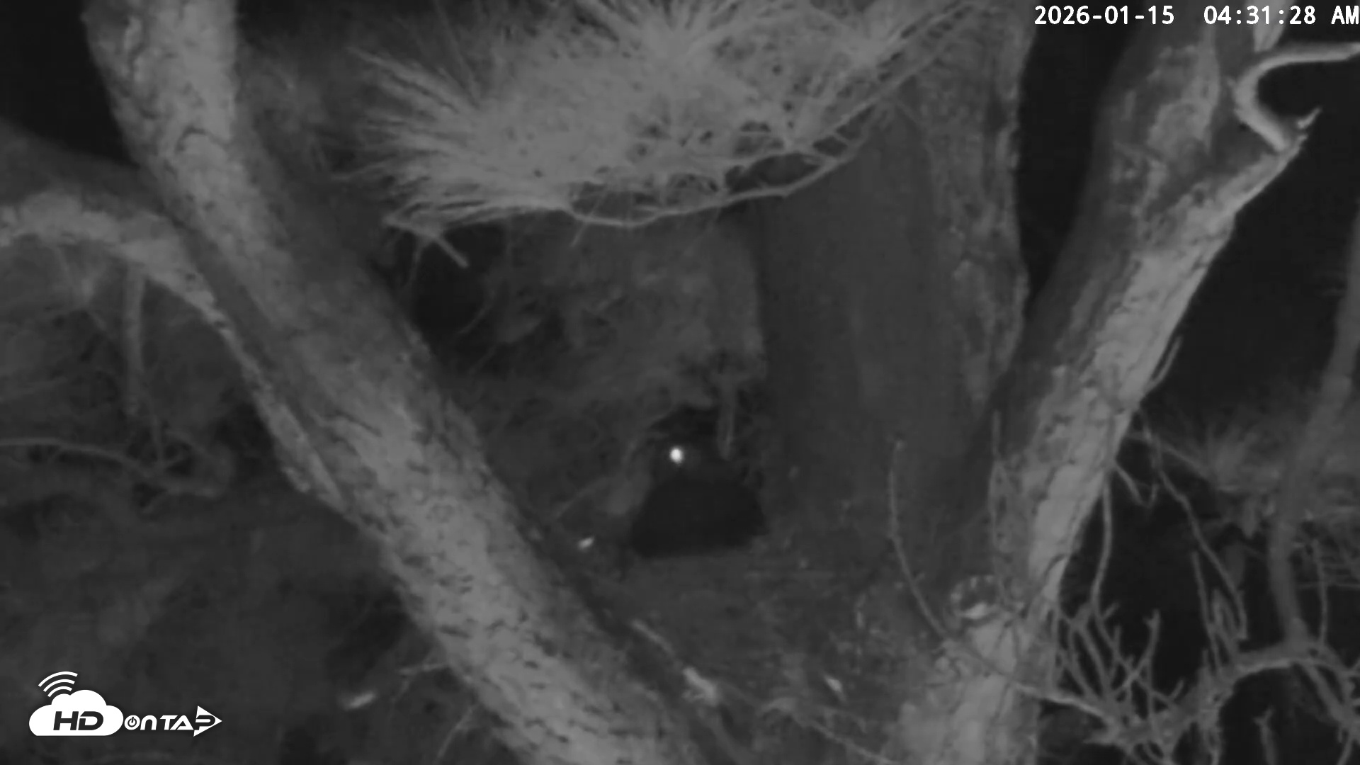 Snapshot of Blackwater Wildlife Refuge Raptor Nest Live Cam taken Jan 15, 2026, 4:32am EST