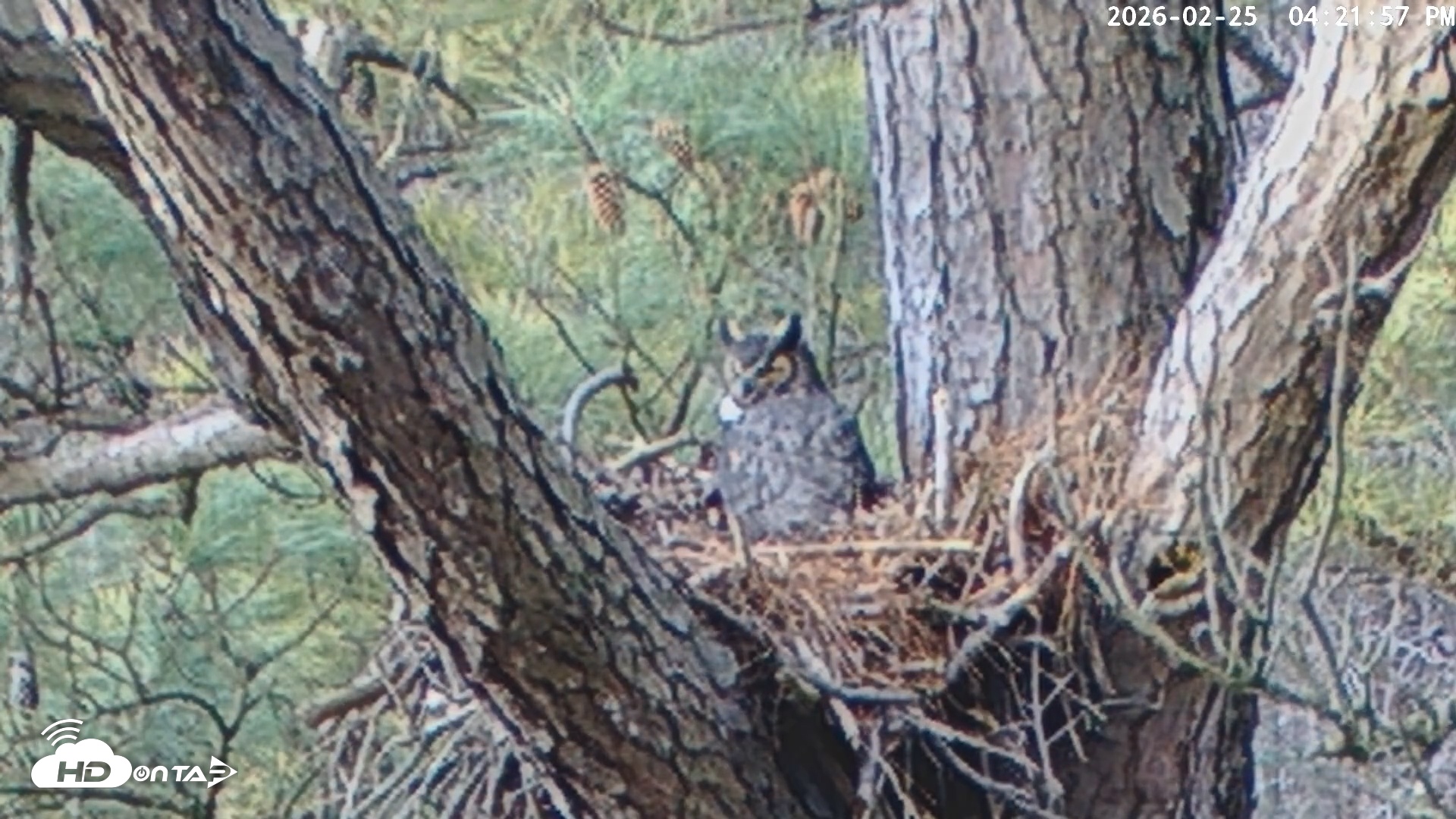 Snapshot of Blackwater Wildlife Refuge Raptor Nest Live Cam taken Feb 25, 2026, 4:22pm EST