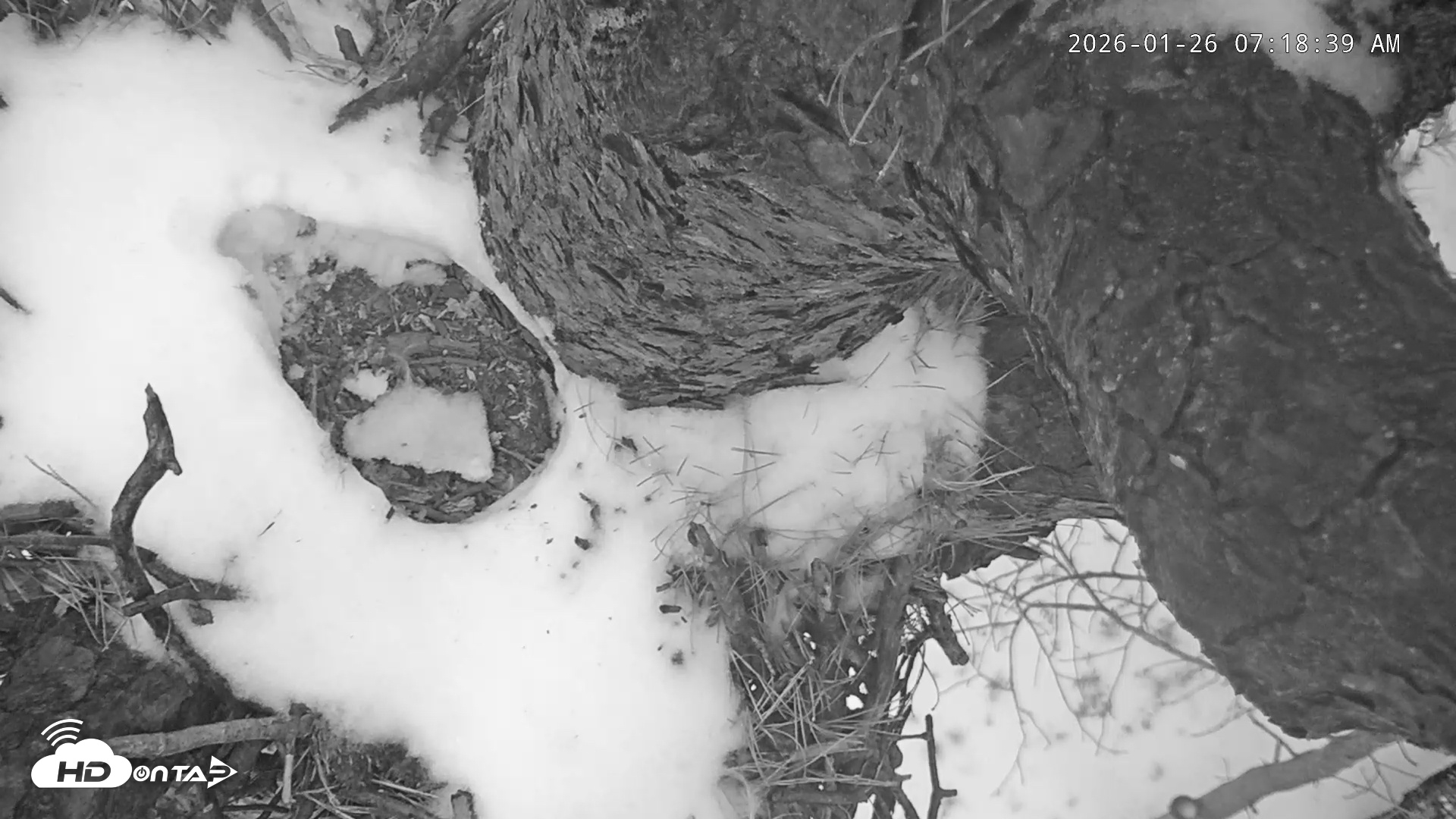 Snapshot of Blackwater Wildlife Refuge Raptor Nest Live Cam taken Jan 26, 2026, 7:19am EST