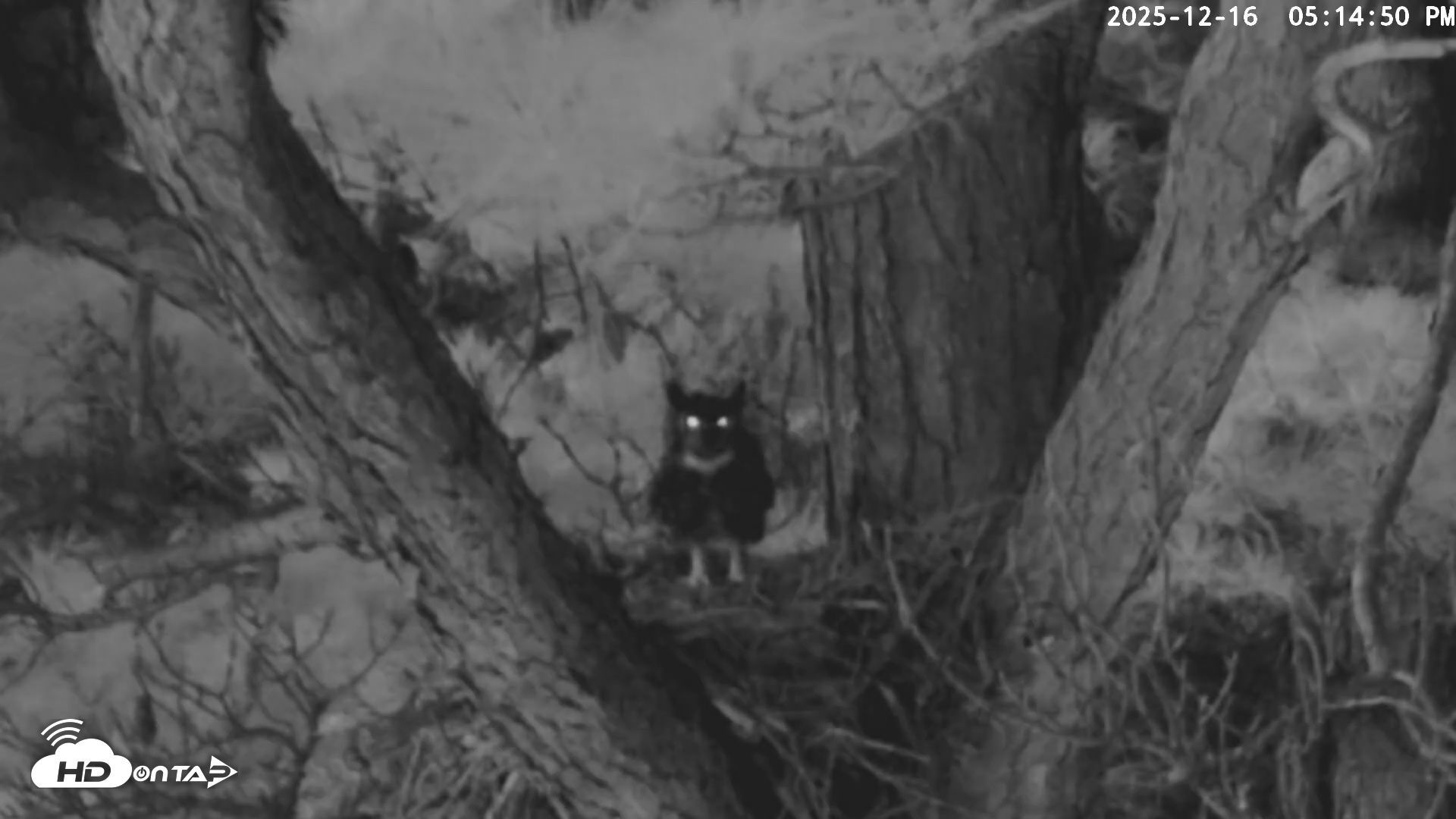 Snapshot of Blackwater Wildlife Refuge Raptor Nest Live Cam taken Dec 16, 2025, 5:15pm EST