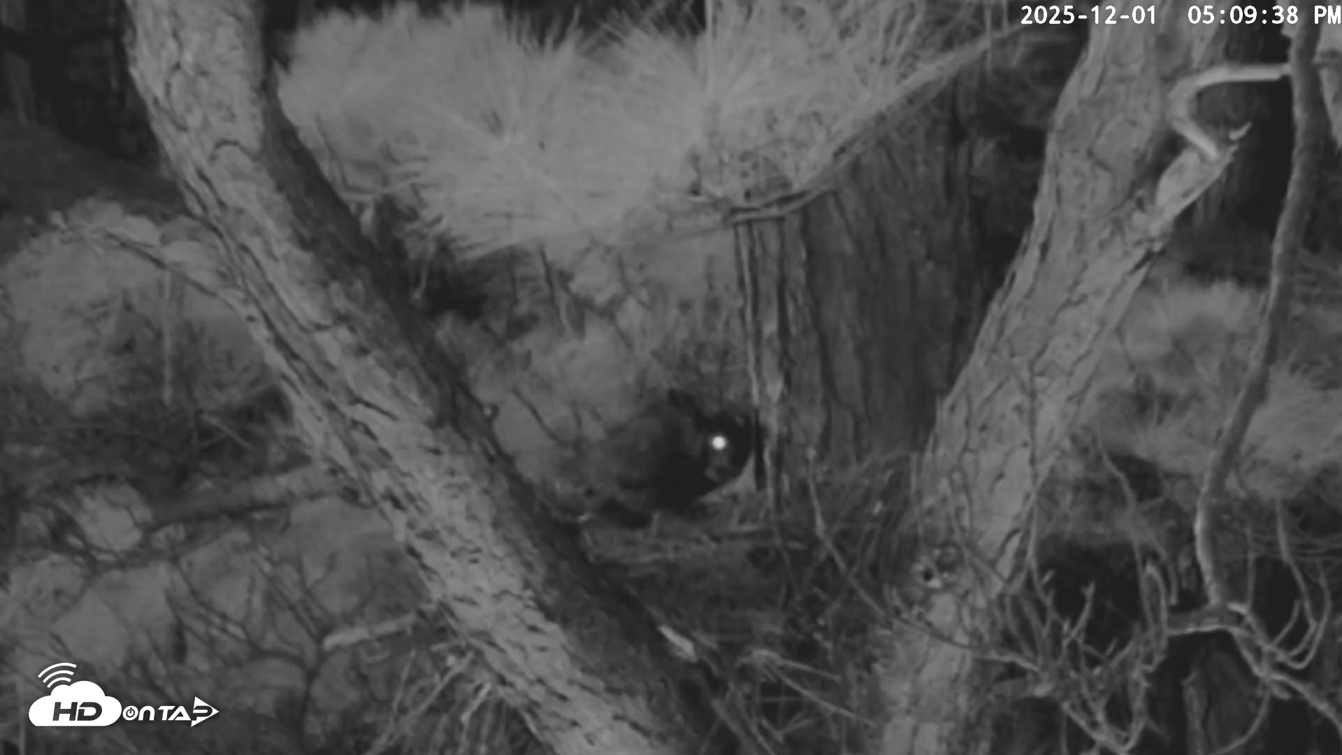 Snapshot of Blackwater Wildlife Refuge Raptor Nest Live Cam taken Dec 1, 2025, 5:10pm EST