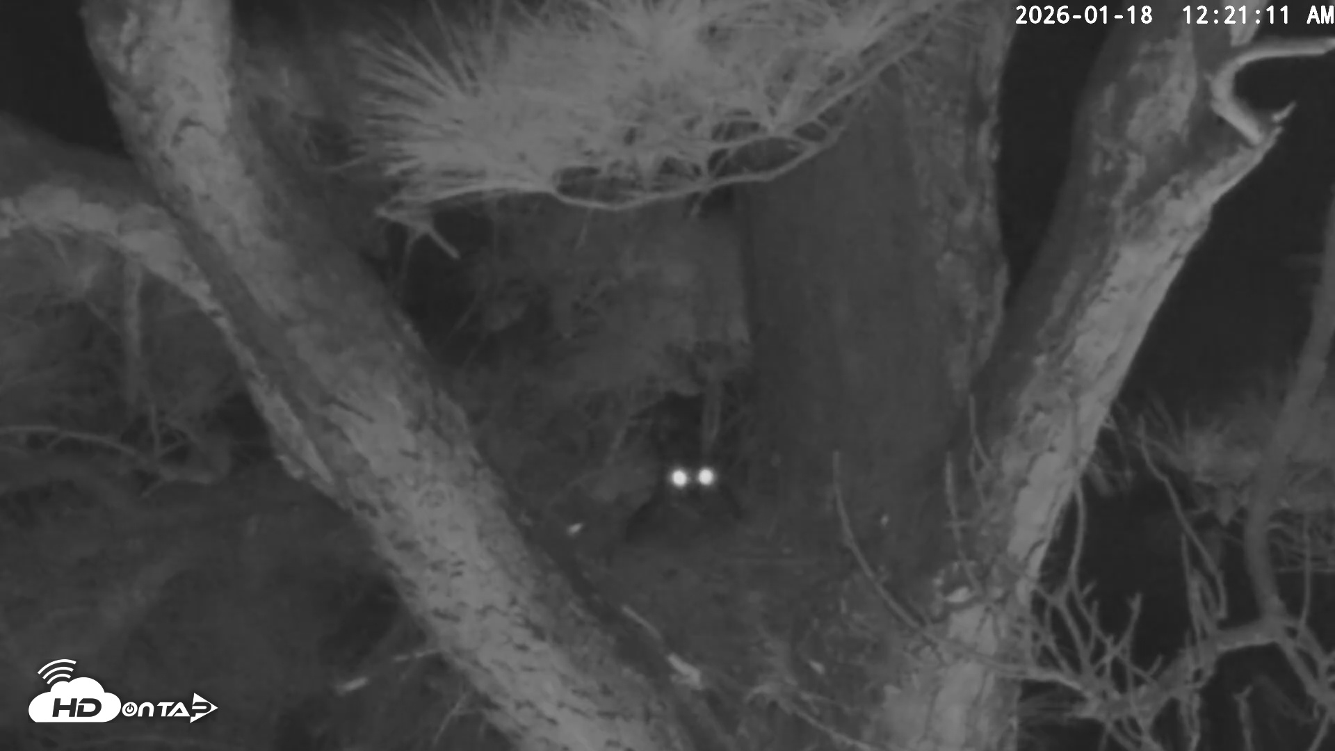 Snapshot of Blackwater Wildlife Refuge Raptor Nest Live Cam taken Jan 18, 2026, 12:22am EST
