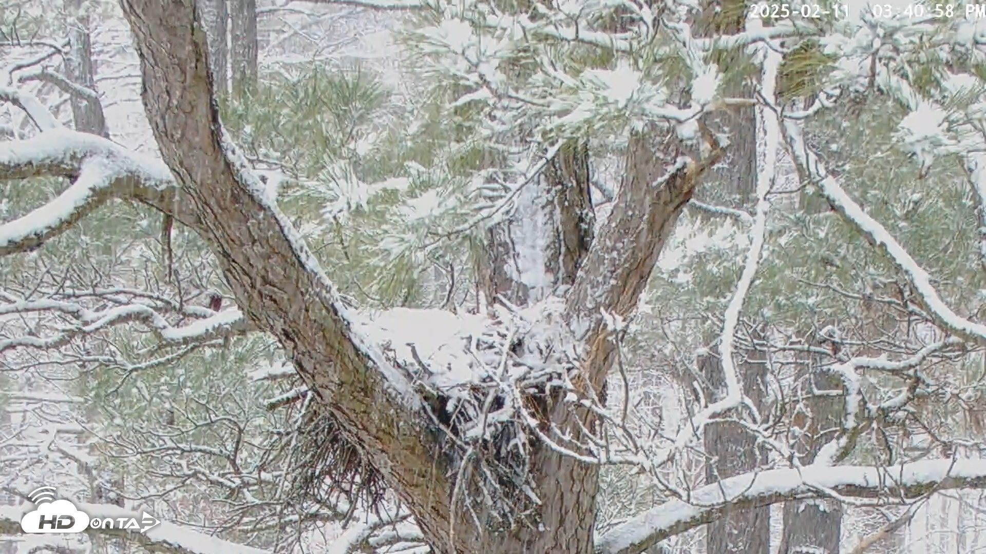 Snapshot of Blackwater Wildlife Refuge Raptor Nest Live Cam taken Feb 11, 2025, 3:41pm EST