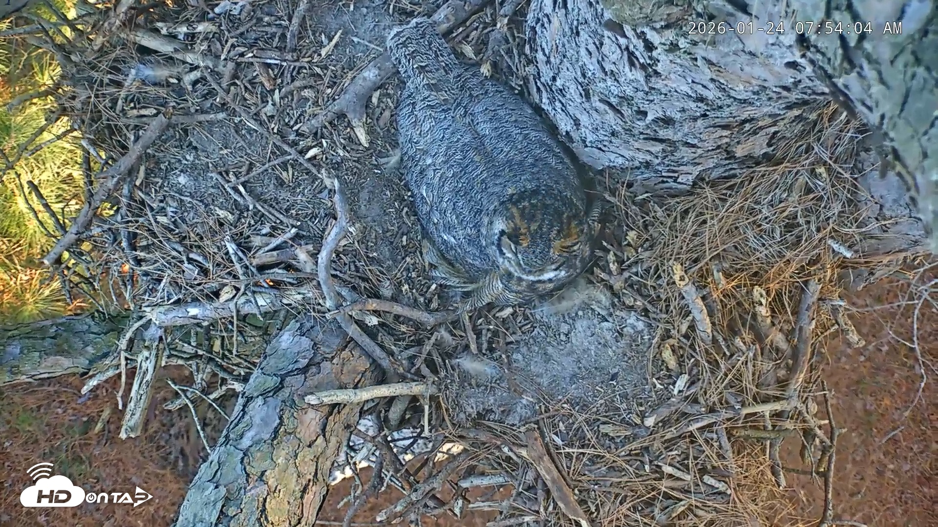 Snapshot of Blackwater Wildlife Refuge Raptor Nest Live Cam taken Jan 24, 2026, 7:55am EST