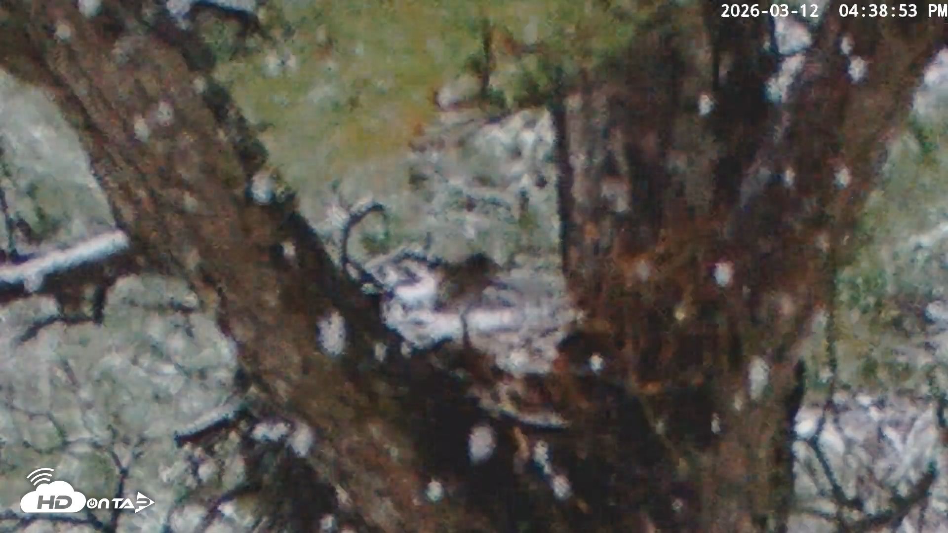 Snapshot of Blackwater Wildlife Refuge Raptor Nest Live Cam taken Mar 12, 2026, 4:39pm EDT