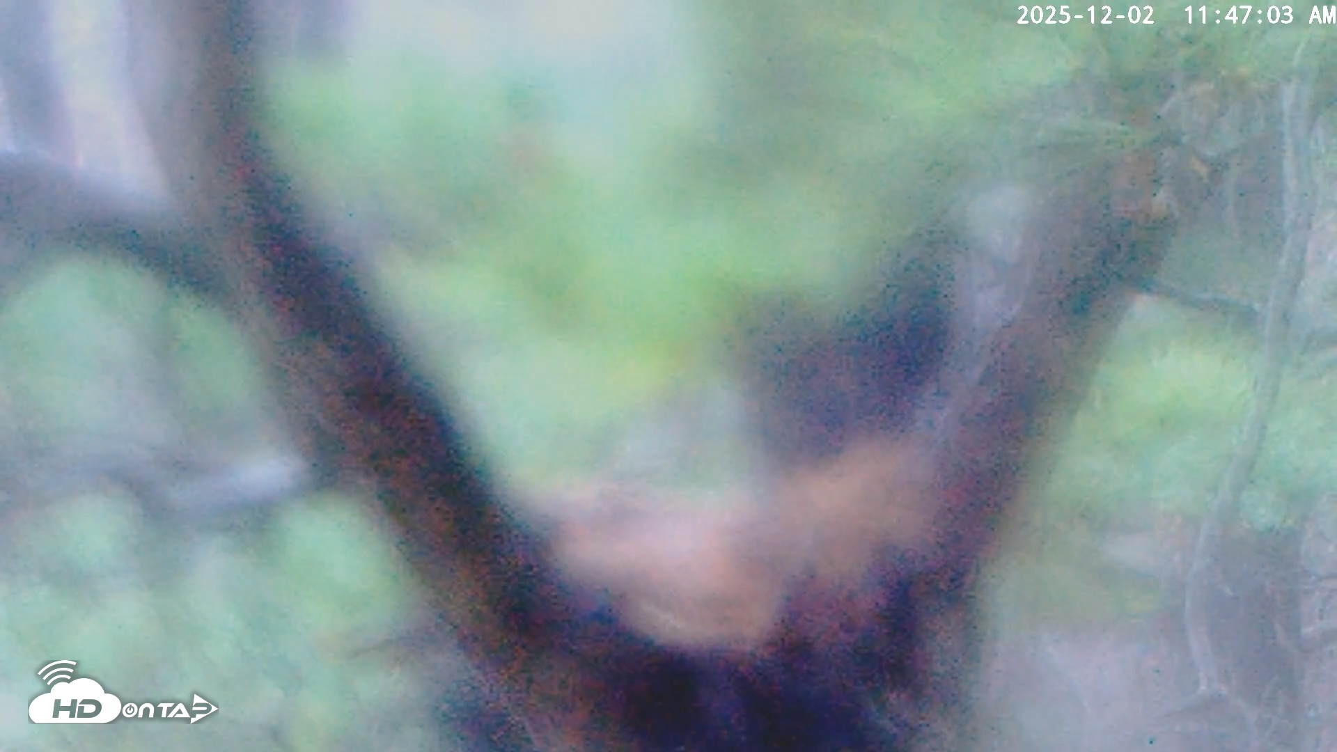 Snapshot of Blackwater Wildlife Refuge Raptor Nest Live Cam taken Dec 2, 2025, 11:47am EST