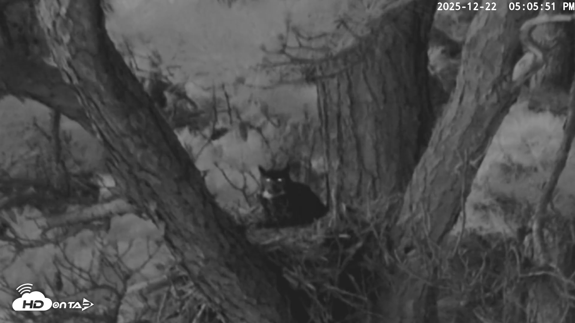 Snapshot of Blackwater Wildlife Refuge Raptor Nest Live Cam taken Dec 22, 2025, 5:06pm EST