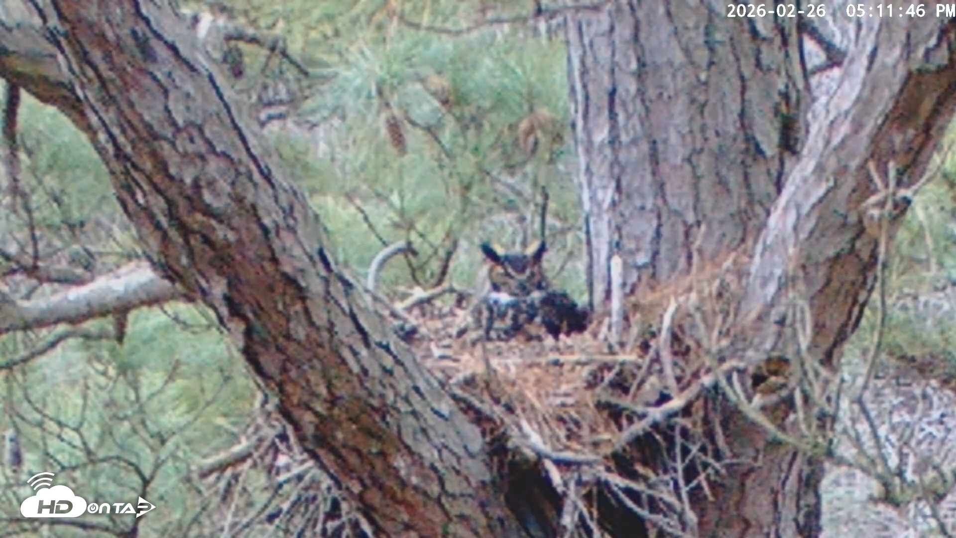 Snapshot of Blackwater Wildlife Refuge Raptor Nest Live Cam taken Feb 26, 2026, 5:12pm EST