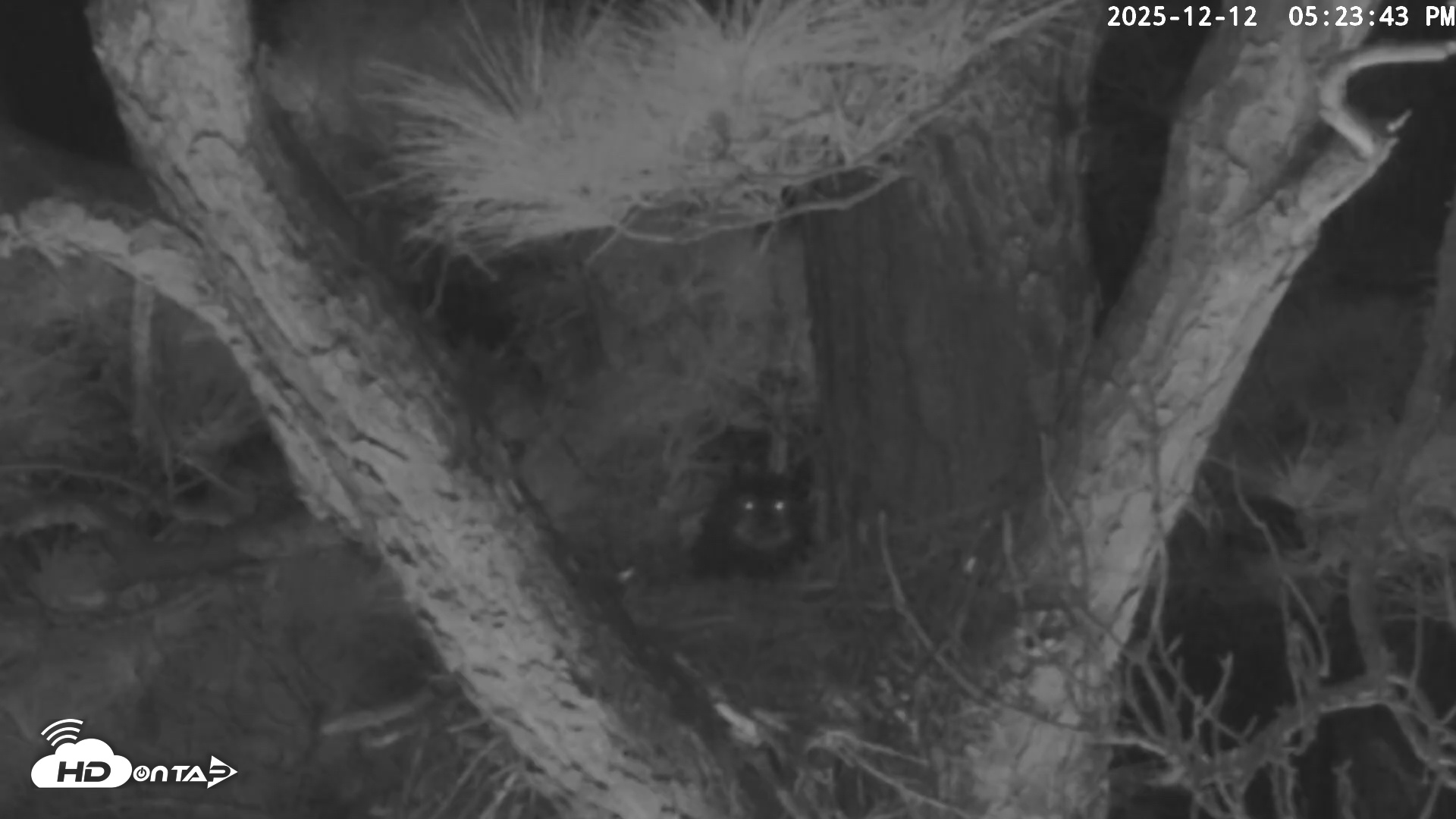 Snapshot of Blackwater Wildlife Refuge Raptor Nest Live Cam taken Dec 12, 2025, 5:24pm EST