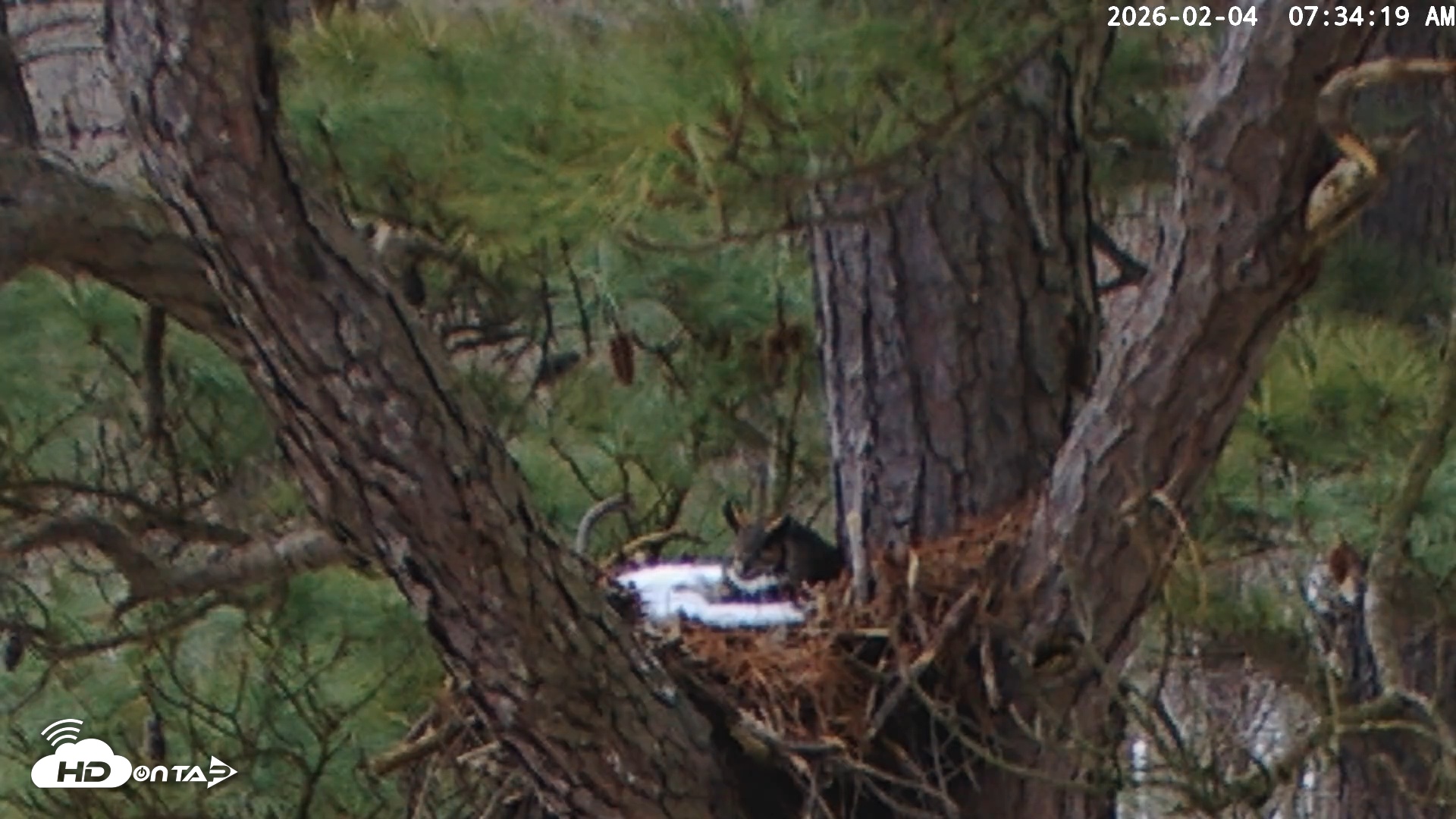 Snapshot of Blackwater Wildlife Refuge Raptor Nest Live Cam taken Feb 4, 2026, 7:34am EST