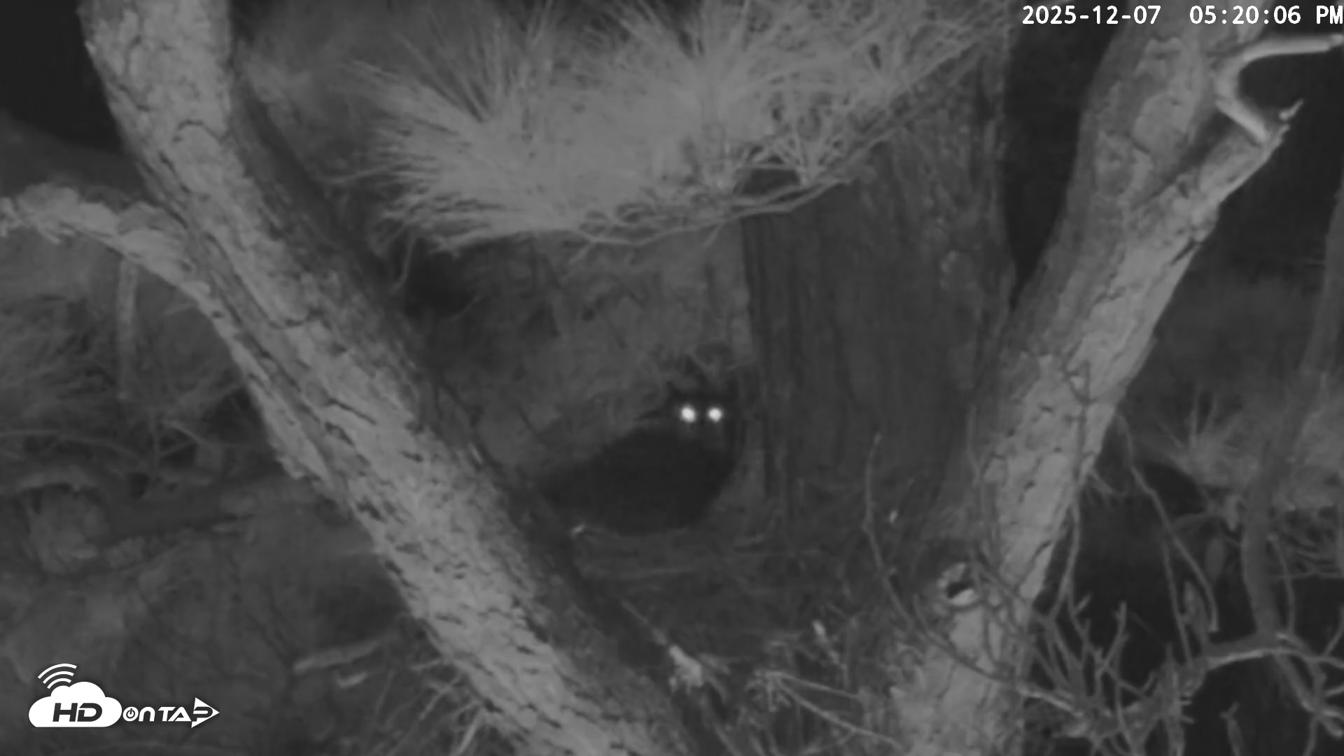 Snapshot of Blackwater Wildlife Refuge Raptor Nest Live Cam taken Dec 7, 2025, 5:20pm EST