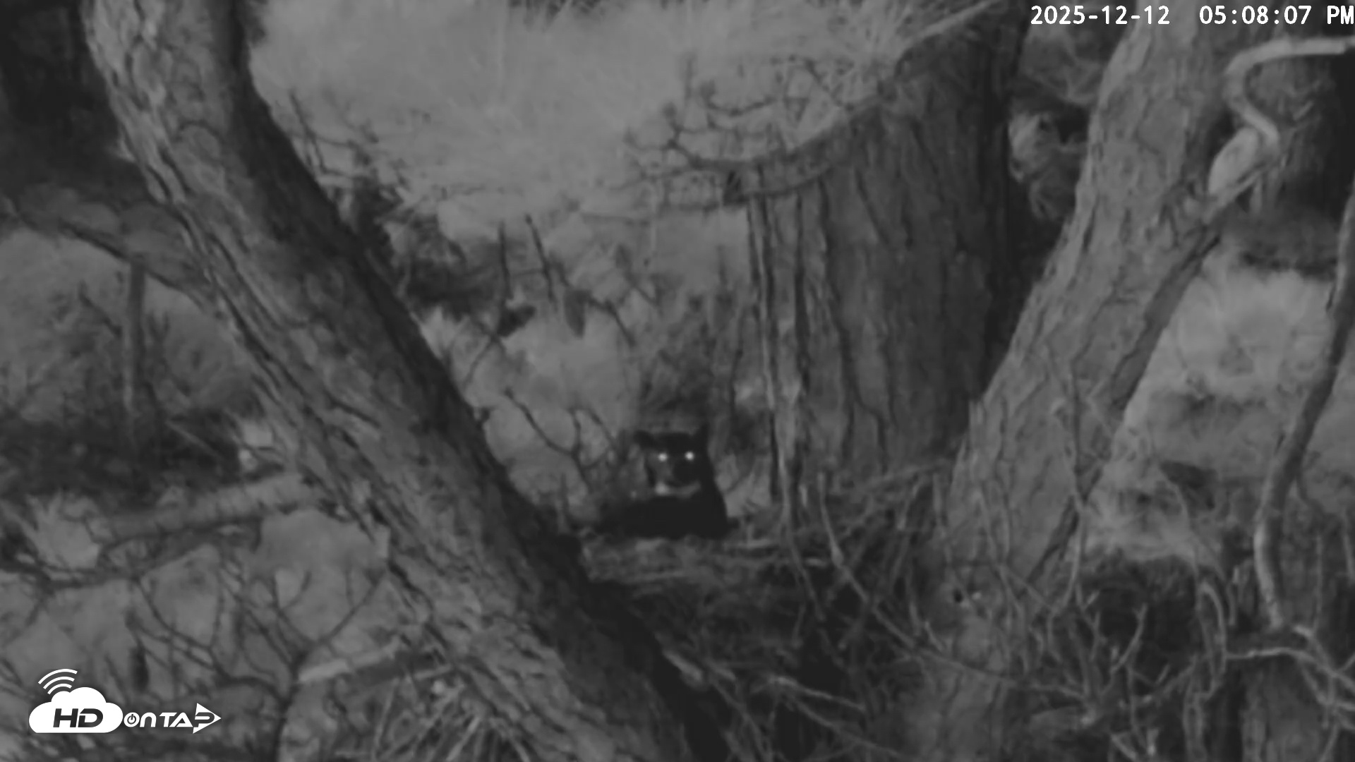 Snapshot of Blackwater Wildlife Refuge Raptor Nest Live Cam taken Dec 12, 2025, 5:08pm EST