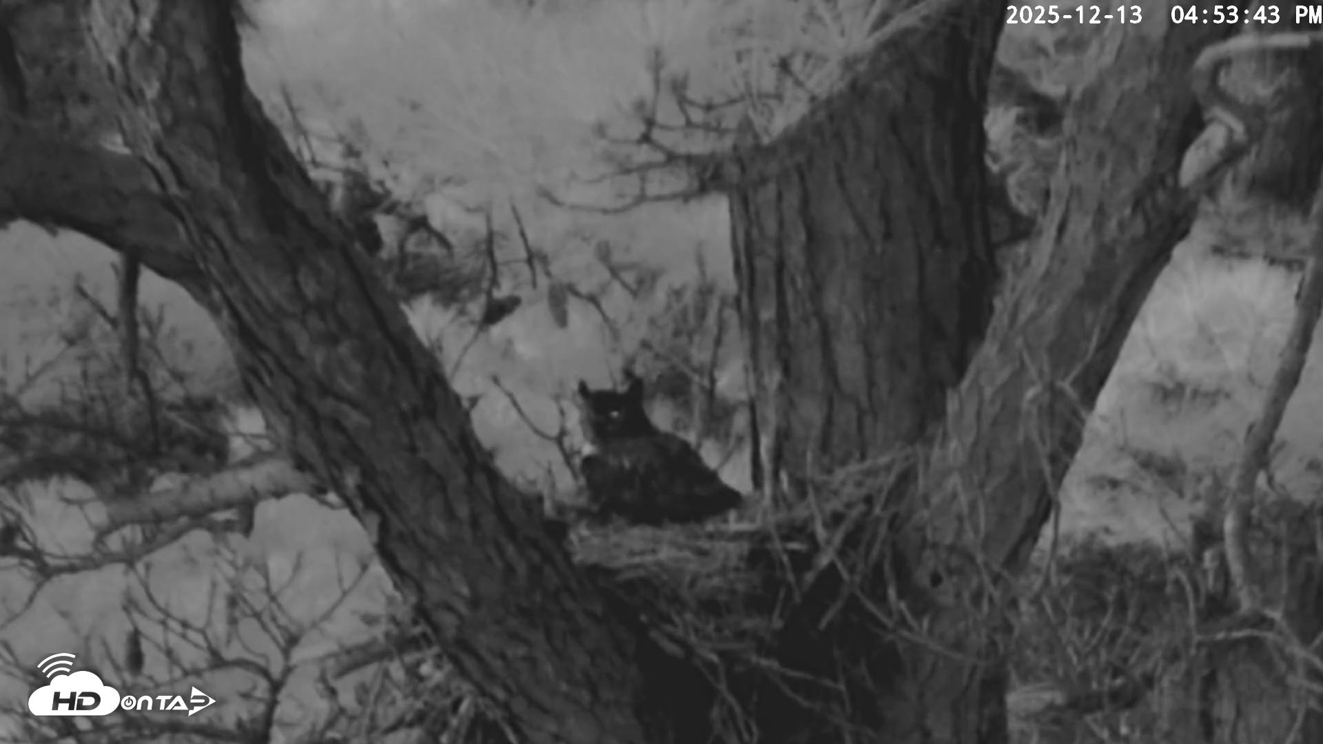 Snapshot of Blackwater Wildlife Refuge Raptor Nest Live Cam taken Dec 13, 2025, 4:54pm EST