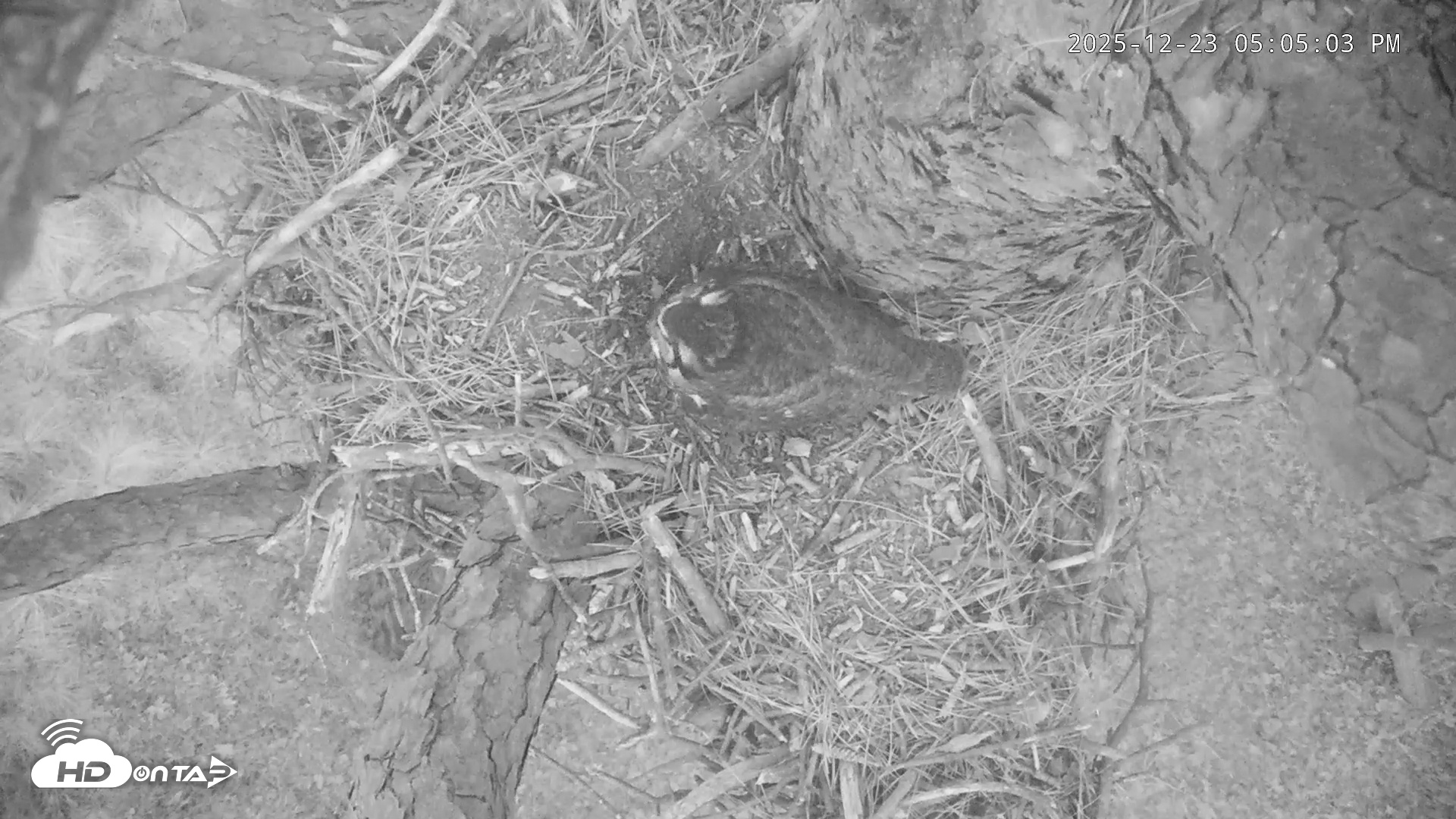 Snapshot of Blackwater Wildlife Refuge Raptor Nest Live Cam taken Dec 23, 2025, 5:05pm EST