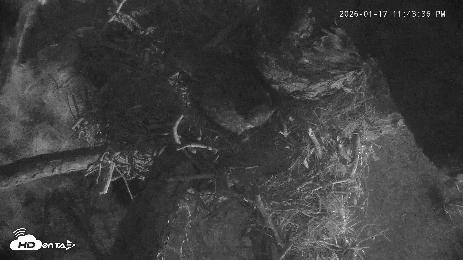 Snapshot of Blackwater Wildlife Refuge Raptor Nest Live Cam taken Jan 17, 2026, 11:44pm EST