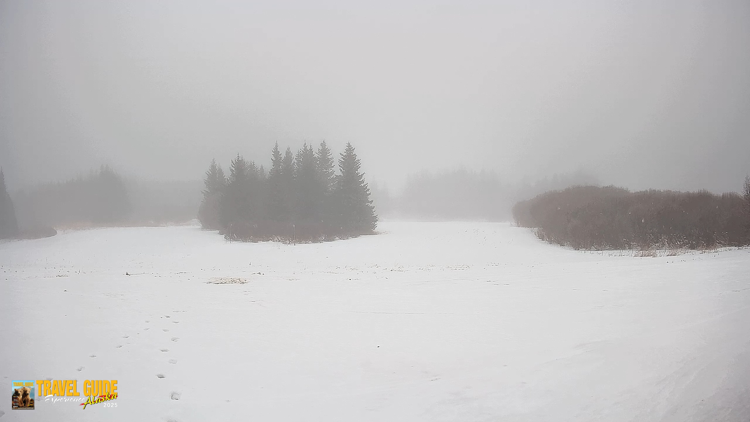 Snapshot of Homer Alaska Northern Lights Live Cam taken Jan 26, 2026, 2:40pm AKST