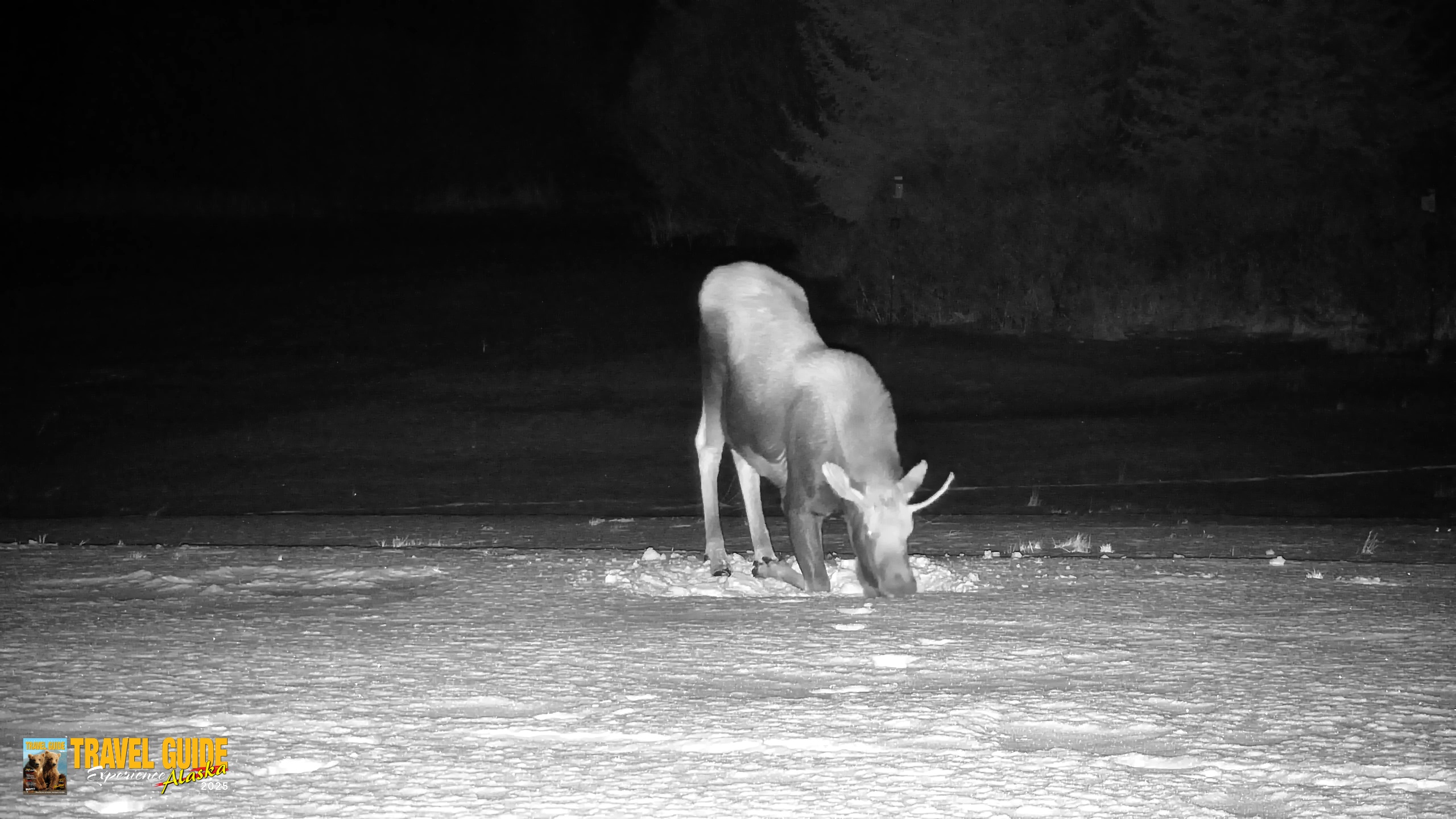 Snapshot of Homer Alaska Northern Lights Live Cam taken Jan 21, 2026, 11:06pm AKST
