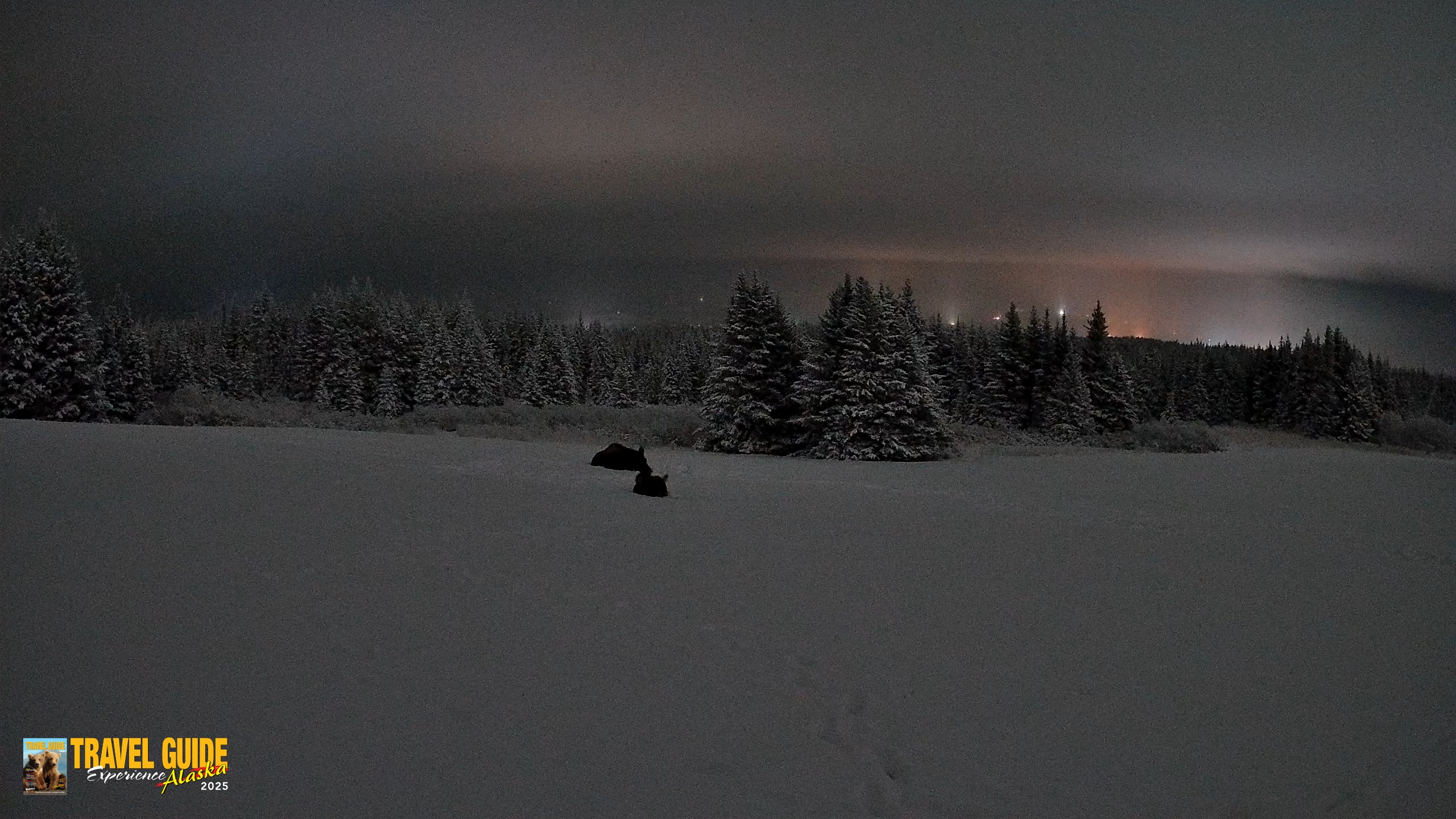 Snapshot of Homer Alaska Northern Lights Live Cam taken Jan 14, 2026, 12:38am AKST