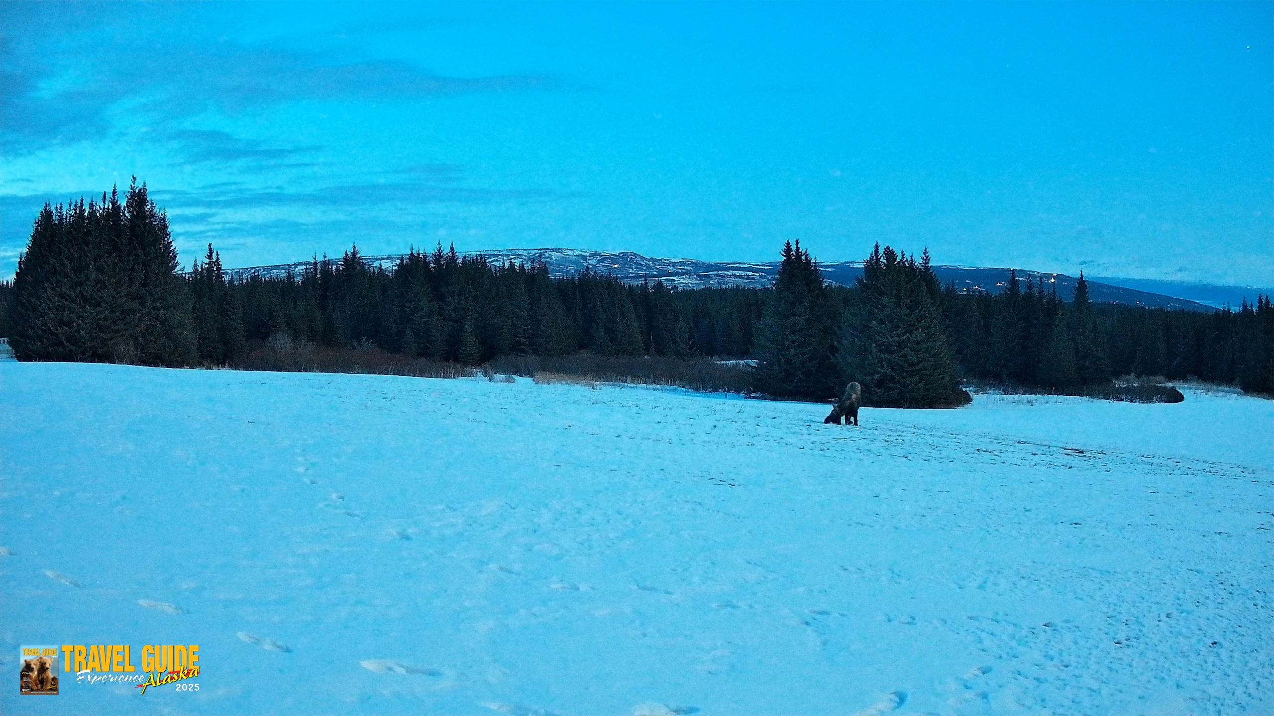 Snapshot of Homer Alaska Northern Lights Live Cam taken Mar 29, 2026, 9:48pm AKDT