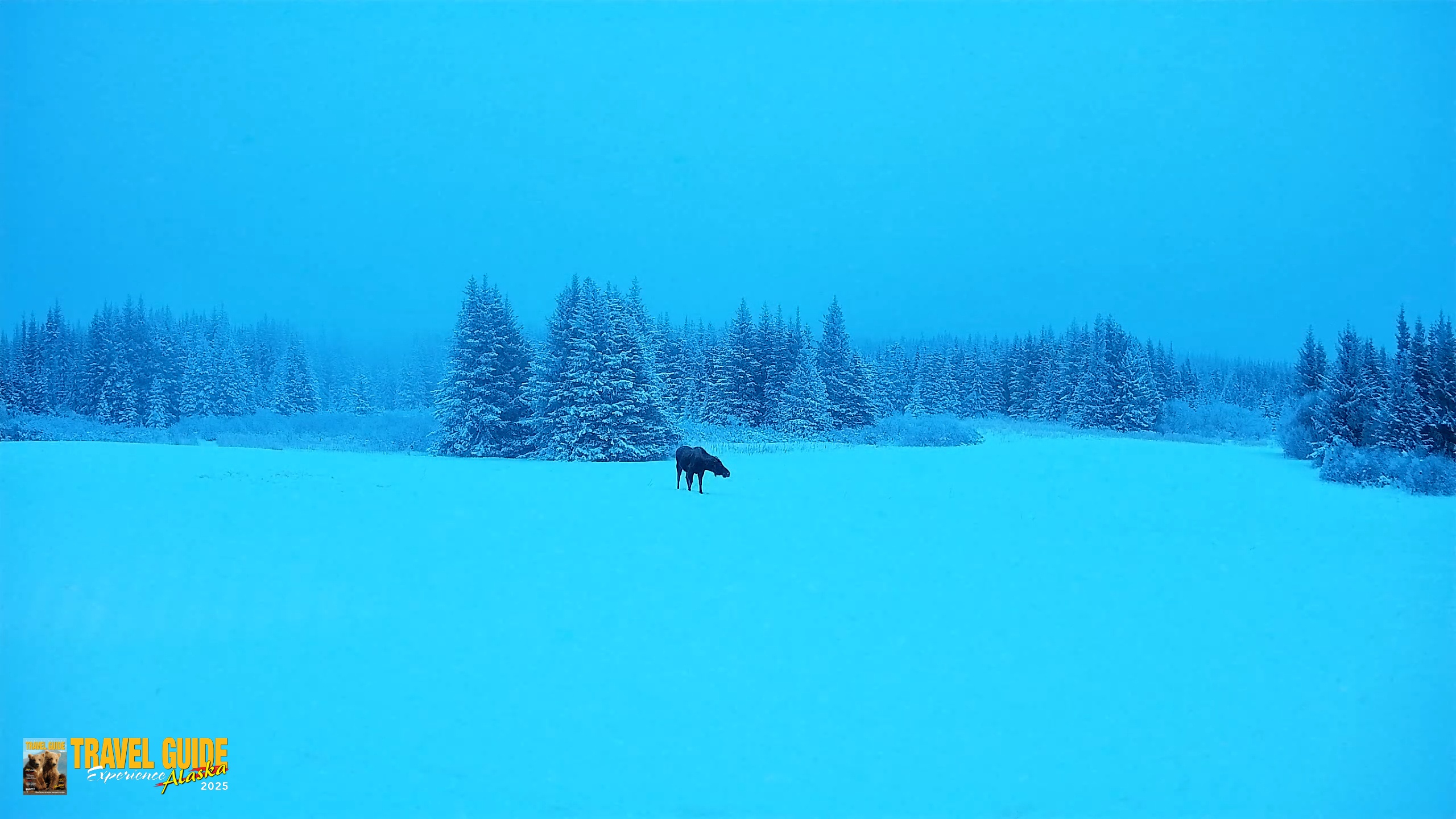 Snapshot of Homer Alaska Northern Lights Live Cam taken Jan 11, 2026, 9:49am AKST