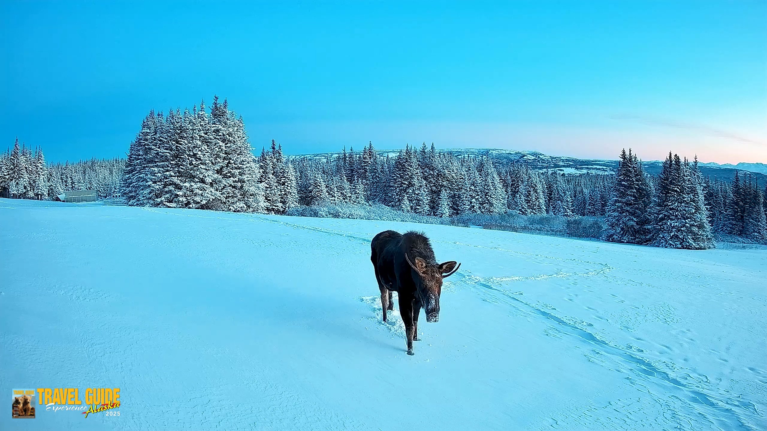 Snapshot of Homer Alaska Northern Lights Live Cam taken Jan 8, 2026, 2:01pm AKST