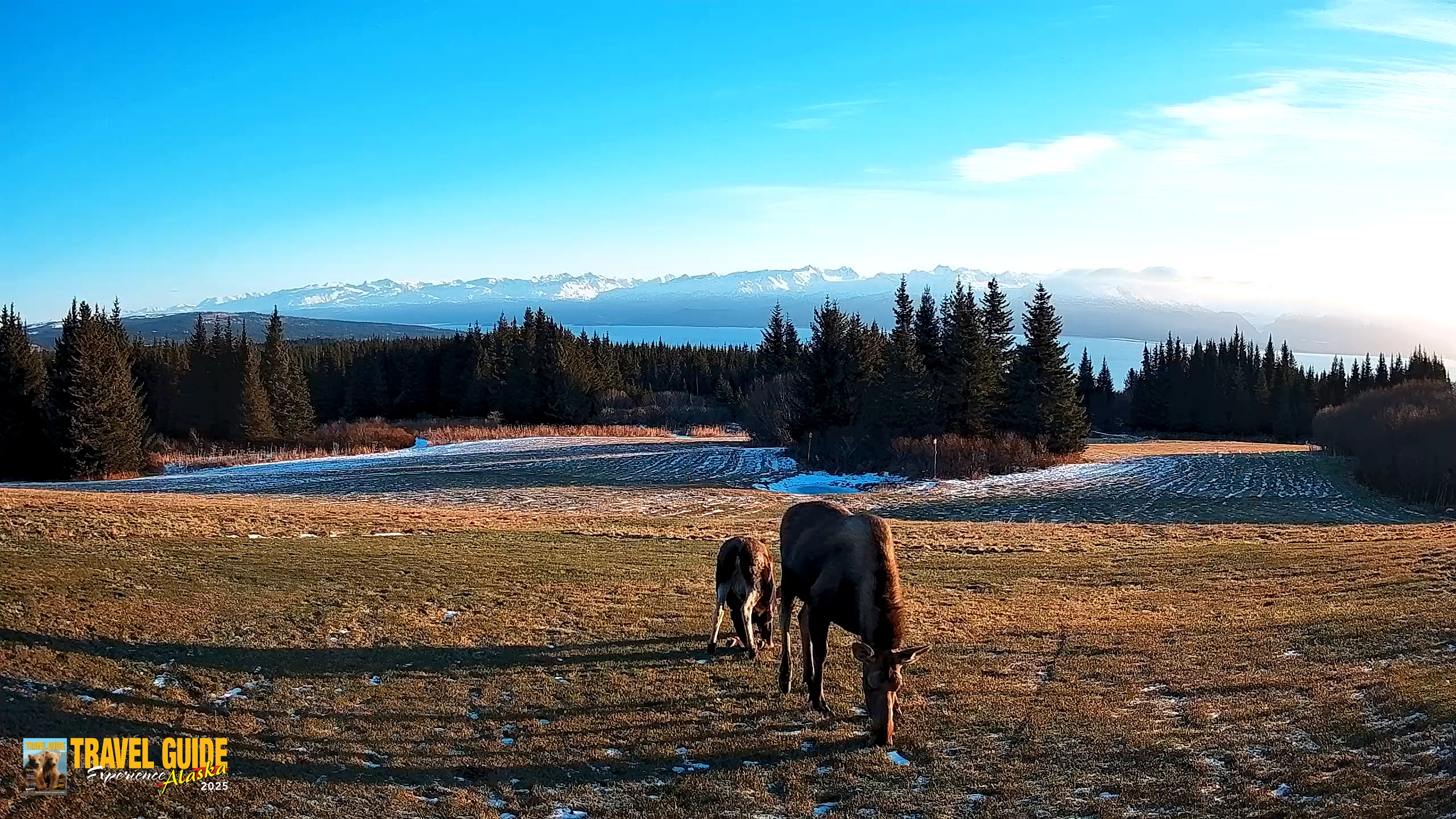 Snapshot of Homer Alaska Northern Lights Live Cam taken Dec 12, 2025, 11:40am AKST