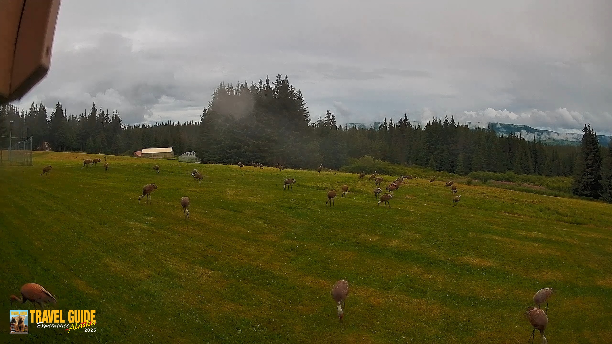 Snapshot of Homer Alaska Northern Lights Live Cam taken Aug 20, 2026, 7:36pm AKDT