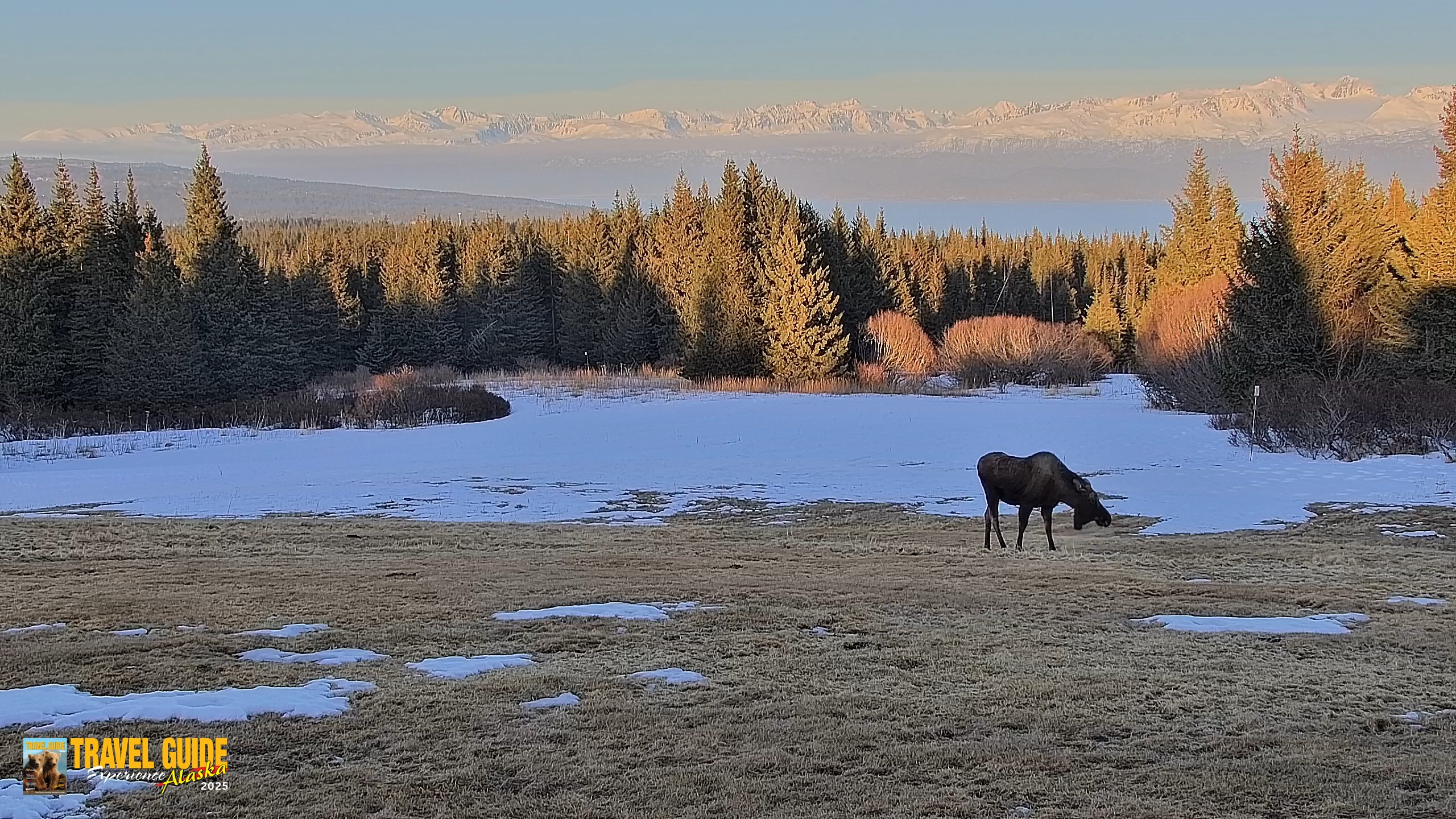 Snapshot of Homer Alaska Northern Lights Live Cam taken Apr 10, 2026, 8:15pm AKDT