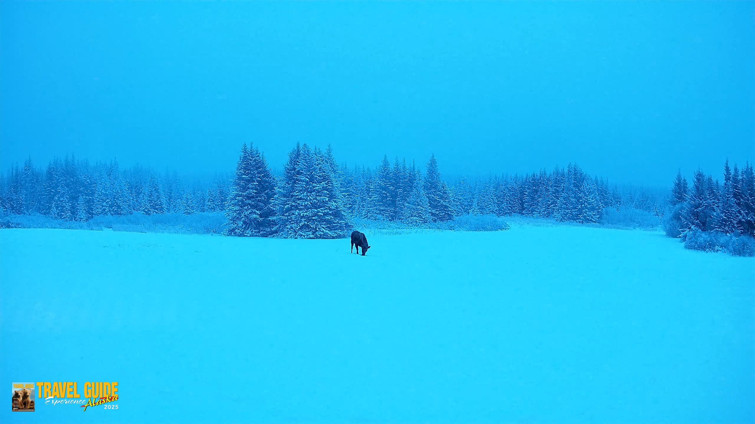 Snapshot of Homer Alaska Northern Lights Live Cam taken Jan 11, 2026, 9:48am AKST