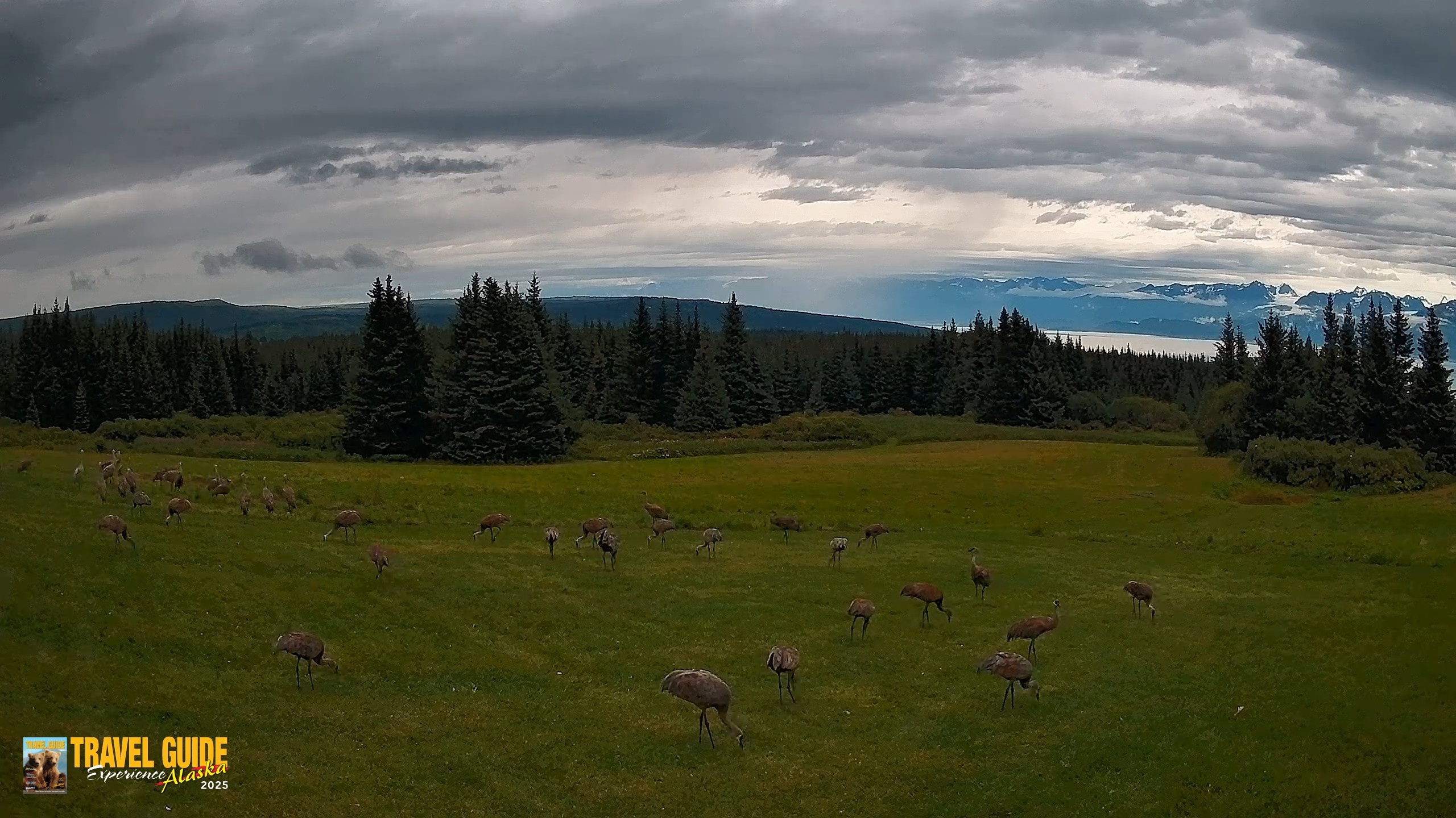 Snapshot of Homer Alaska Northern Lights Live Cam taken Aug 28, 2026, 12:58pm AKDT