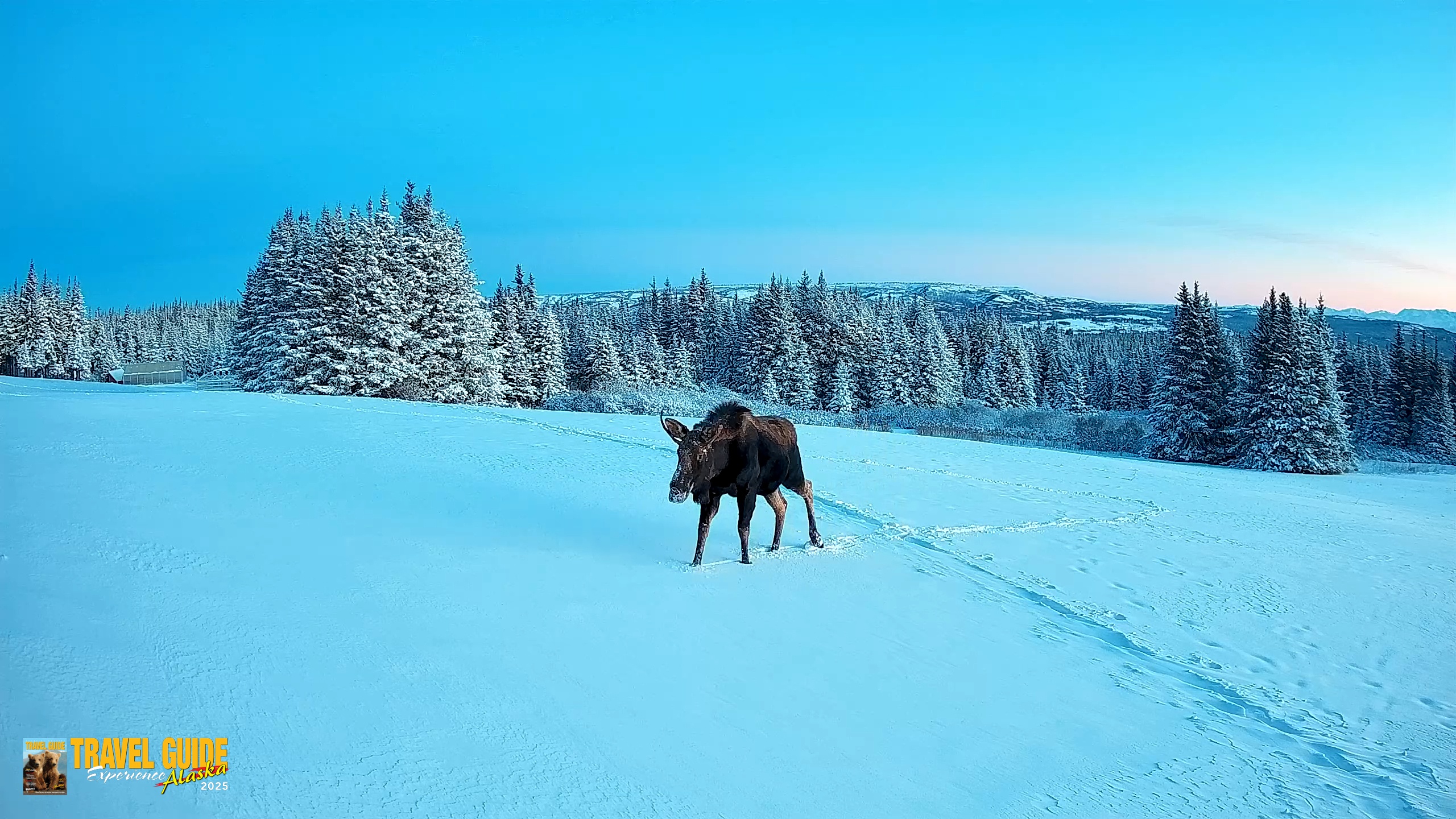 Snapshot of Homer Alaska Northern Lights Live Cam taken Jan 8, 2026, 2:03pm AKST